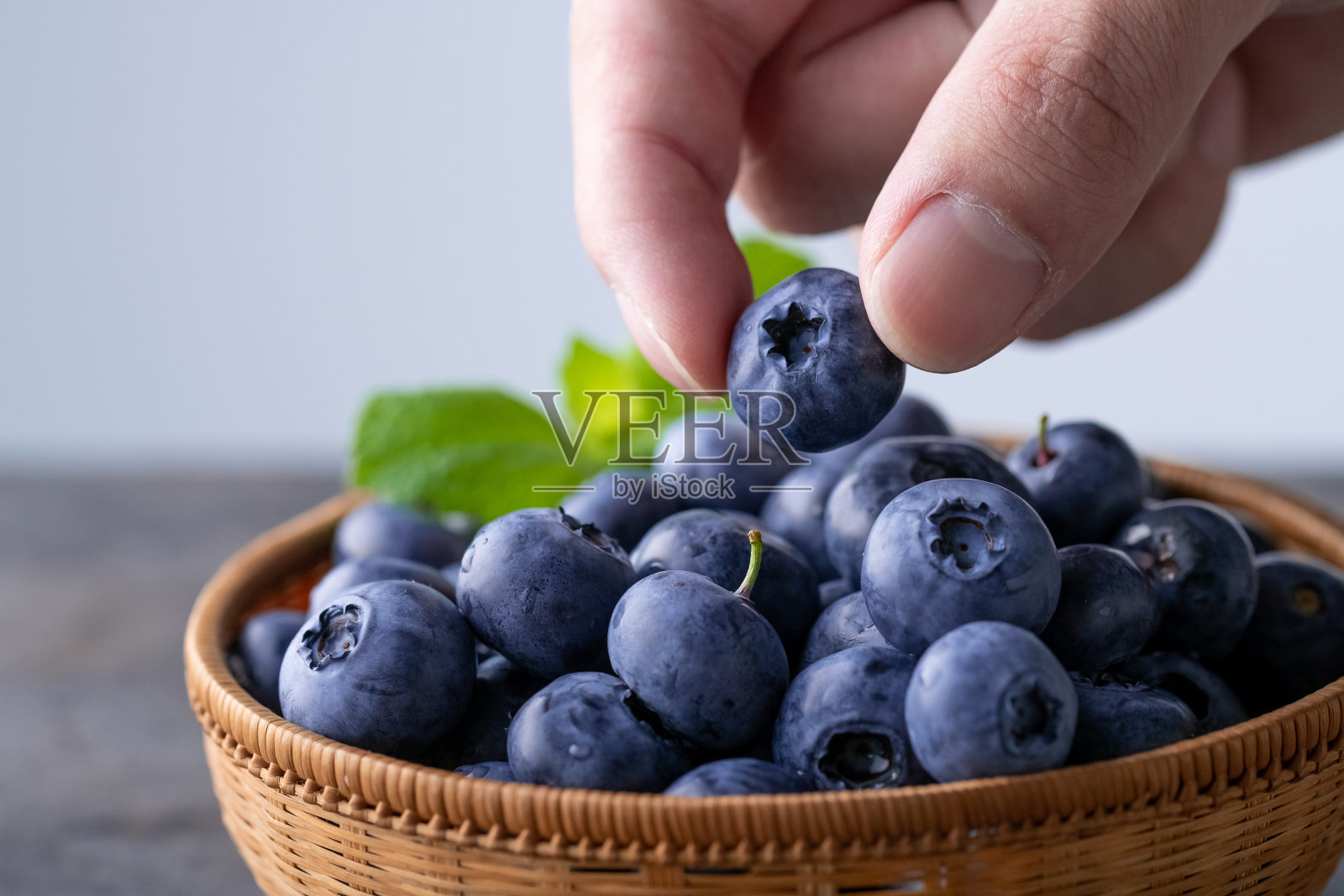男人摘新鲜成熟的蓝莓。照片摄影图片
