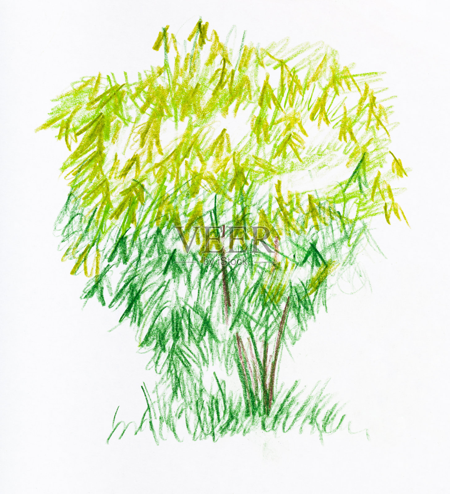 这是春天里一棵枝叶茂盛的小树的素描插画图片素材