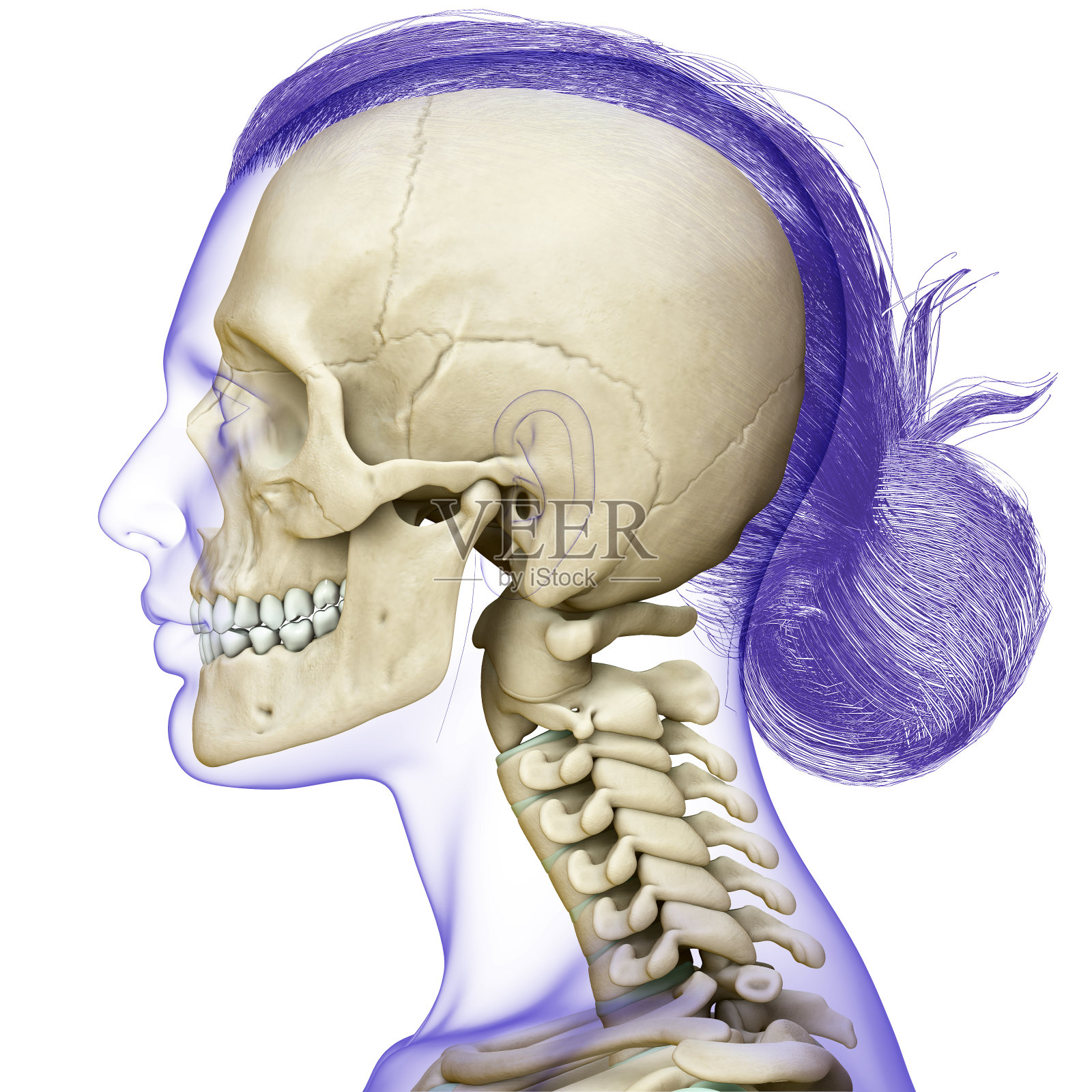3d渲染，医学上准确的女性头骨和颈部解剖的插图照片摄影图片