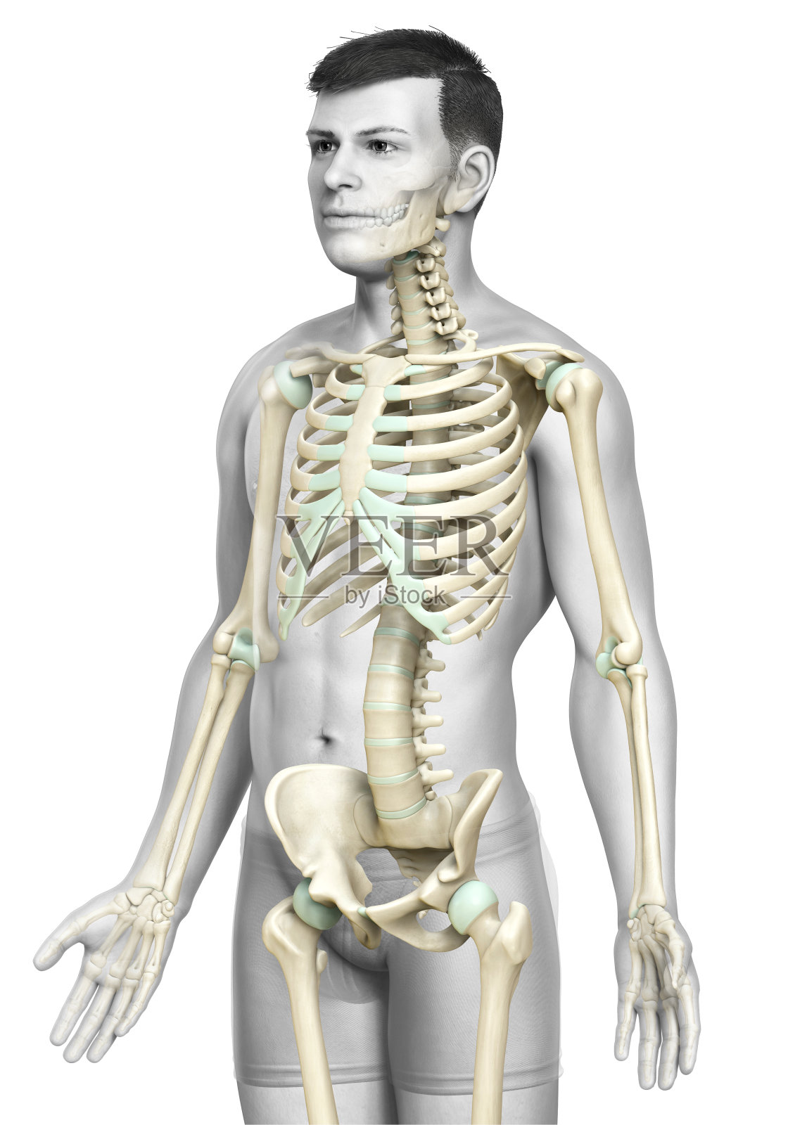3d渲染，医学上准确的男性骨骼系统的插图照片摄影图片