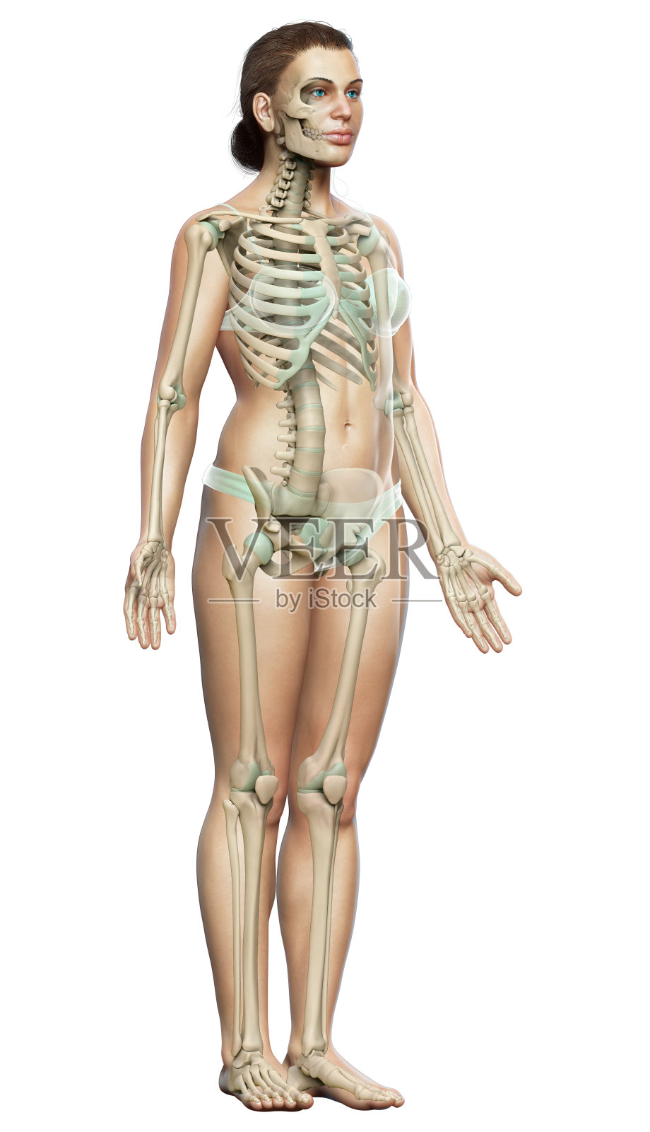 3d渲染，医学上准确的女性骨骼系统的插图照片摄影图片