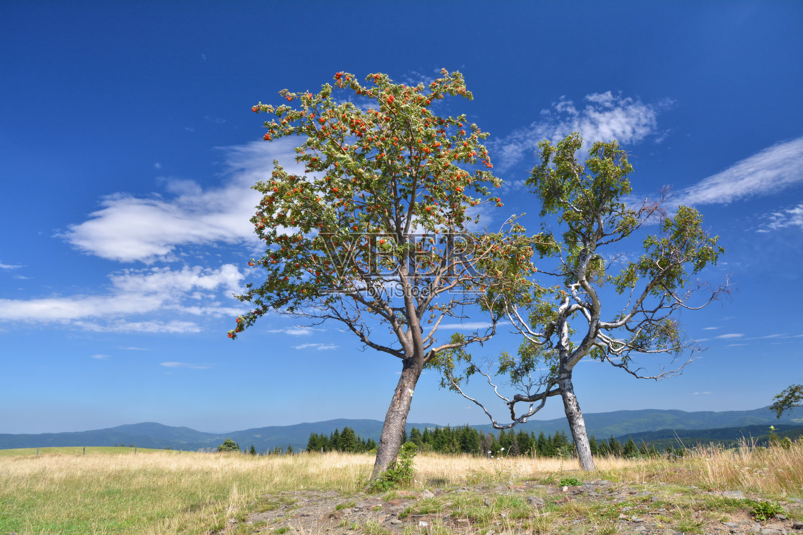 蓝天上的两棵树照片摄影图片