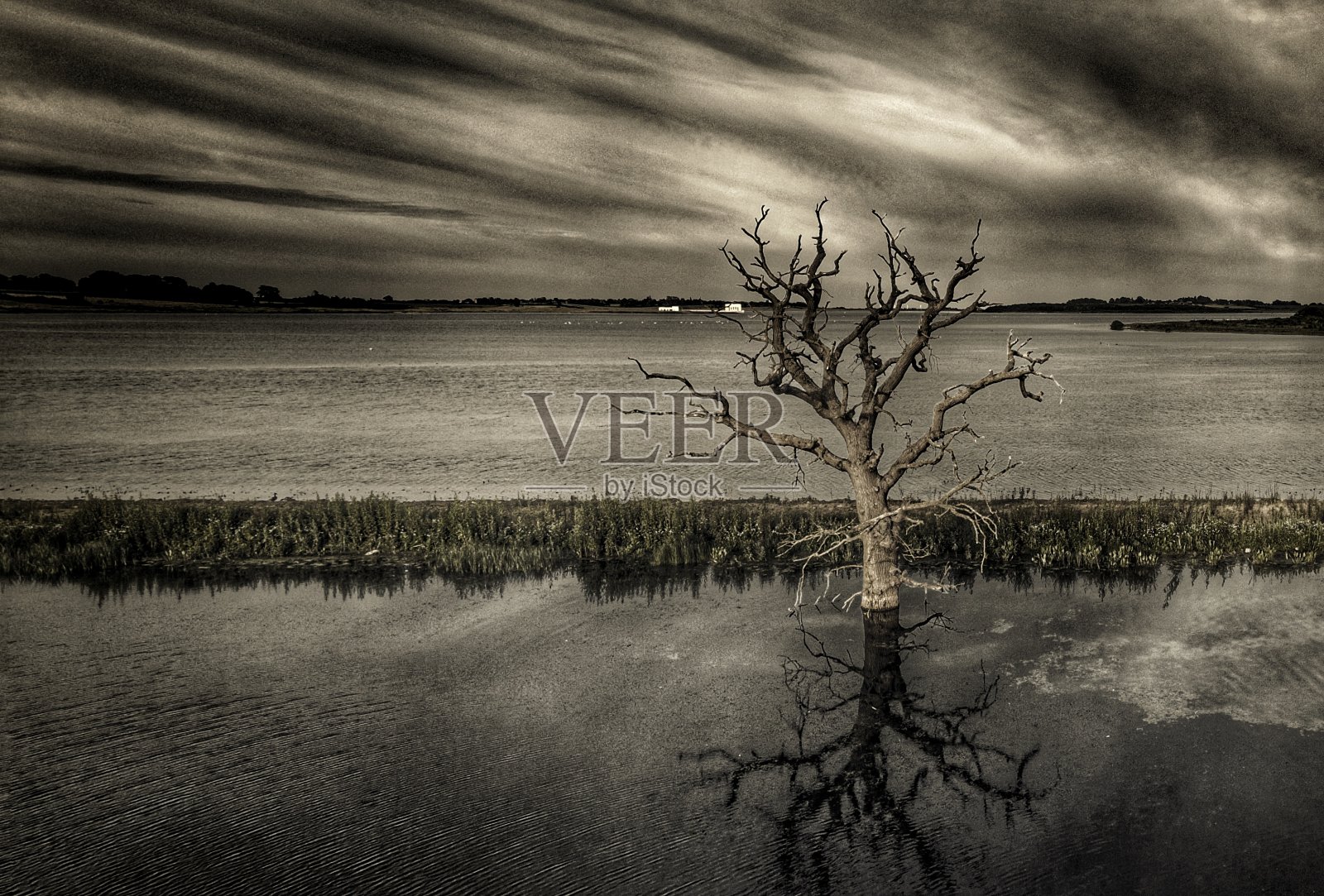 树淹死在v2湖照片摄影图片
