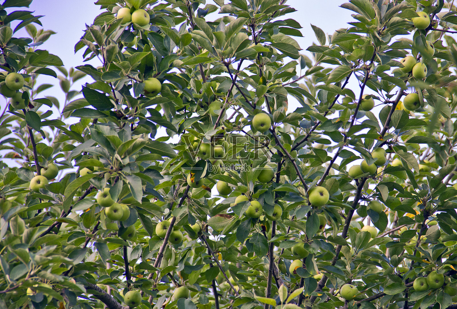 青苹果挂在树枝上照片摄影图片