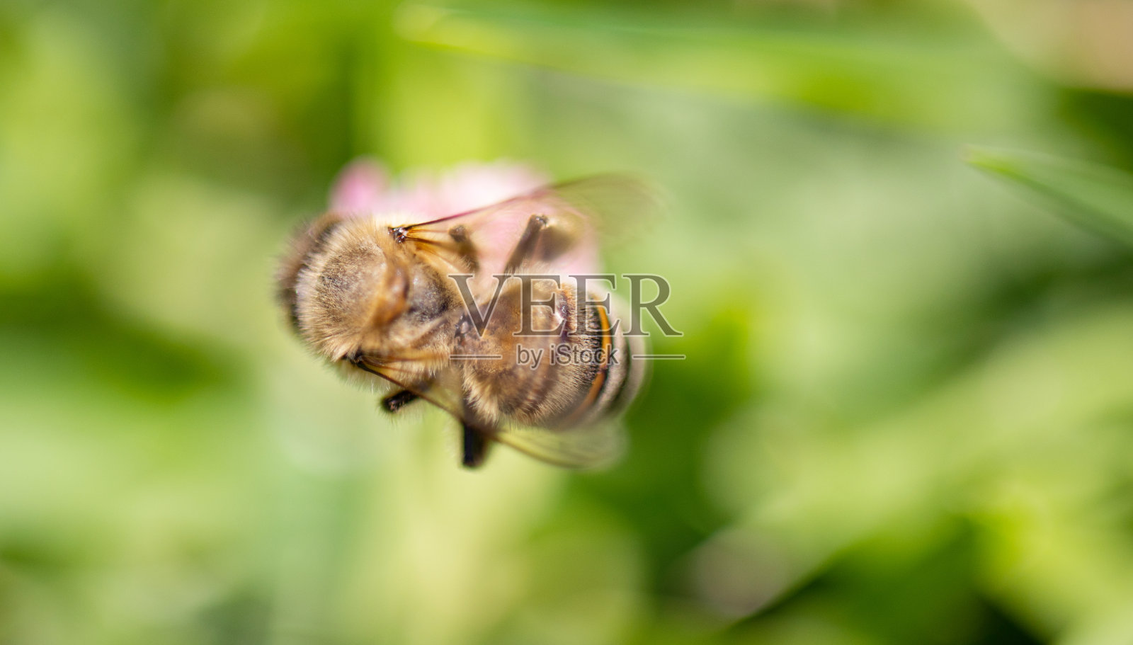 特写蜜蜂在美丽的绿色自然背景花。照片摄影图片