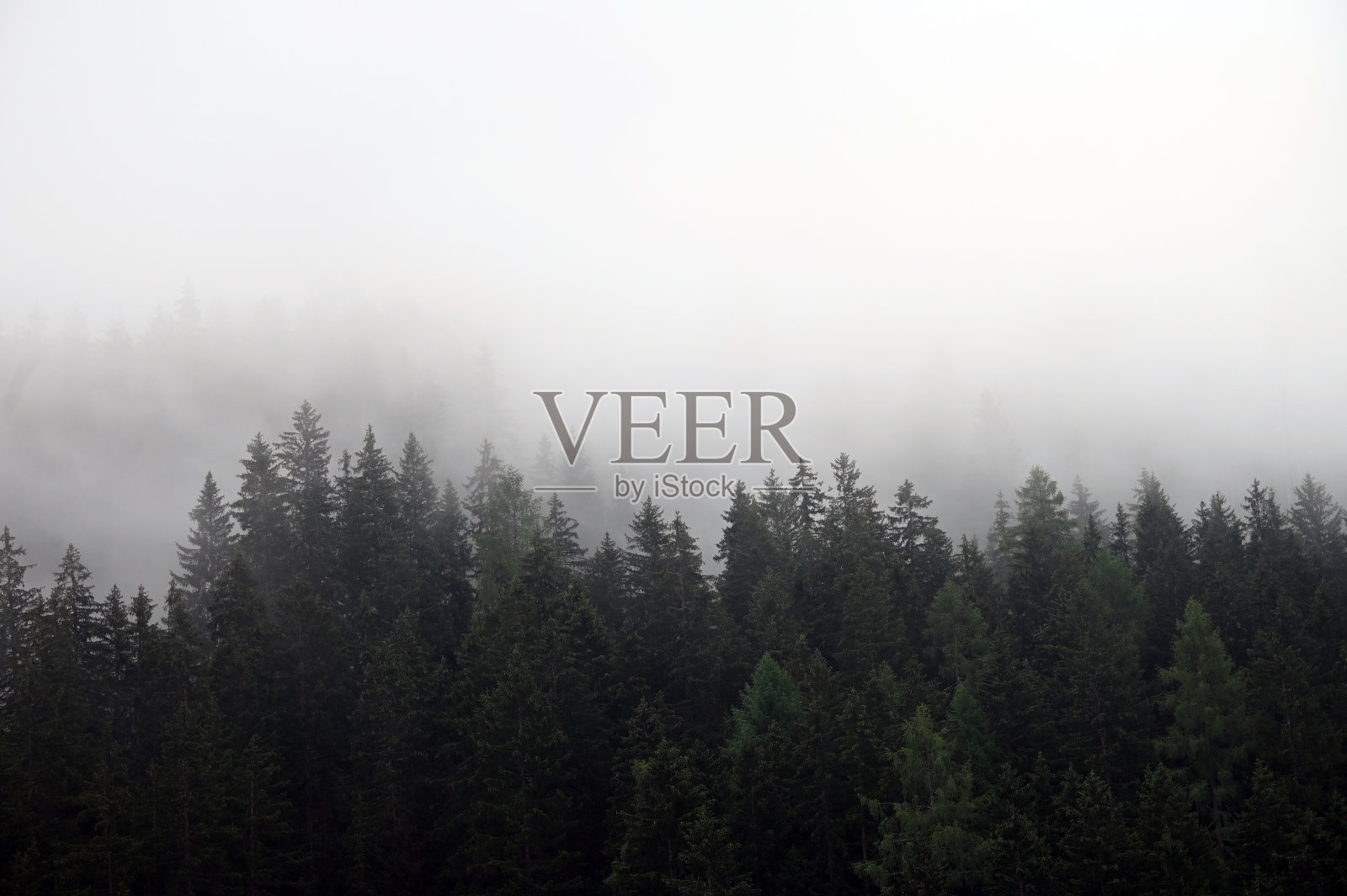 在奥地利巴得嘎斯坦的雾凇景观中松树照片摄影图片