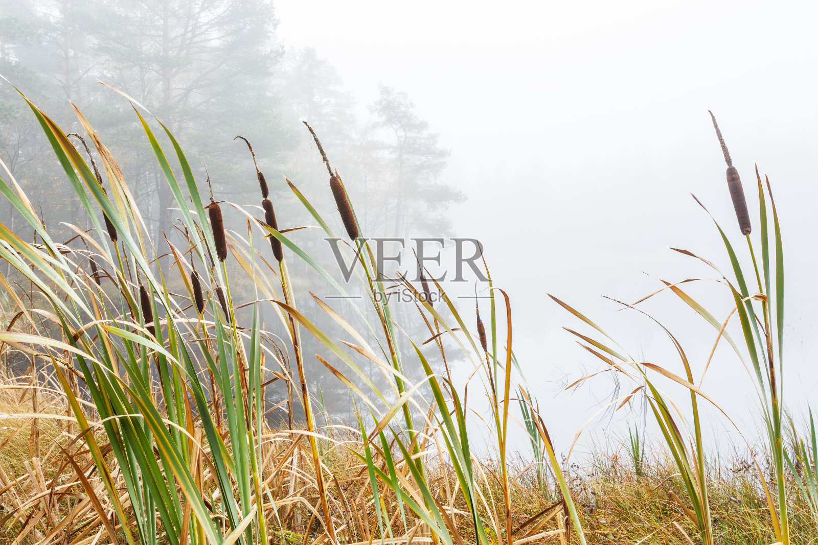 雾中的湿地中的芦苇照片摄影图片