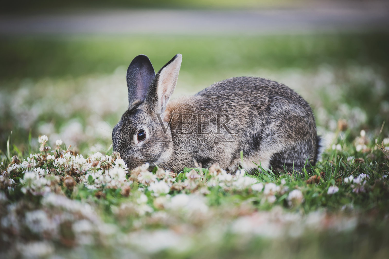 夏天的兔子照片摄影图片