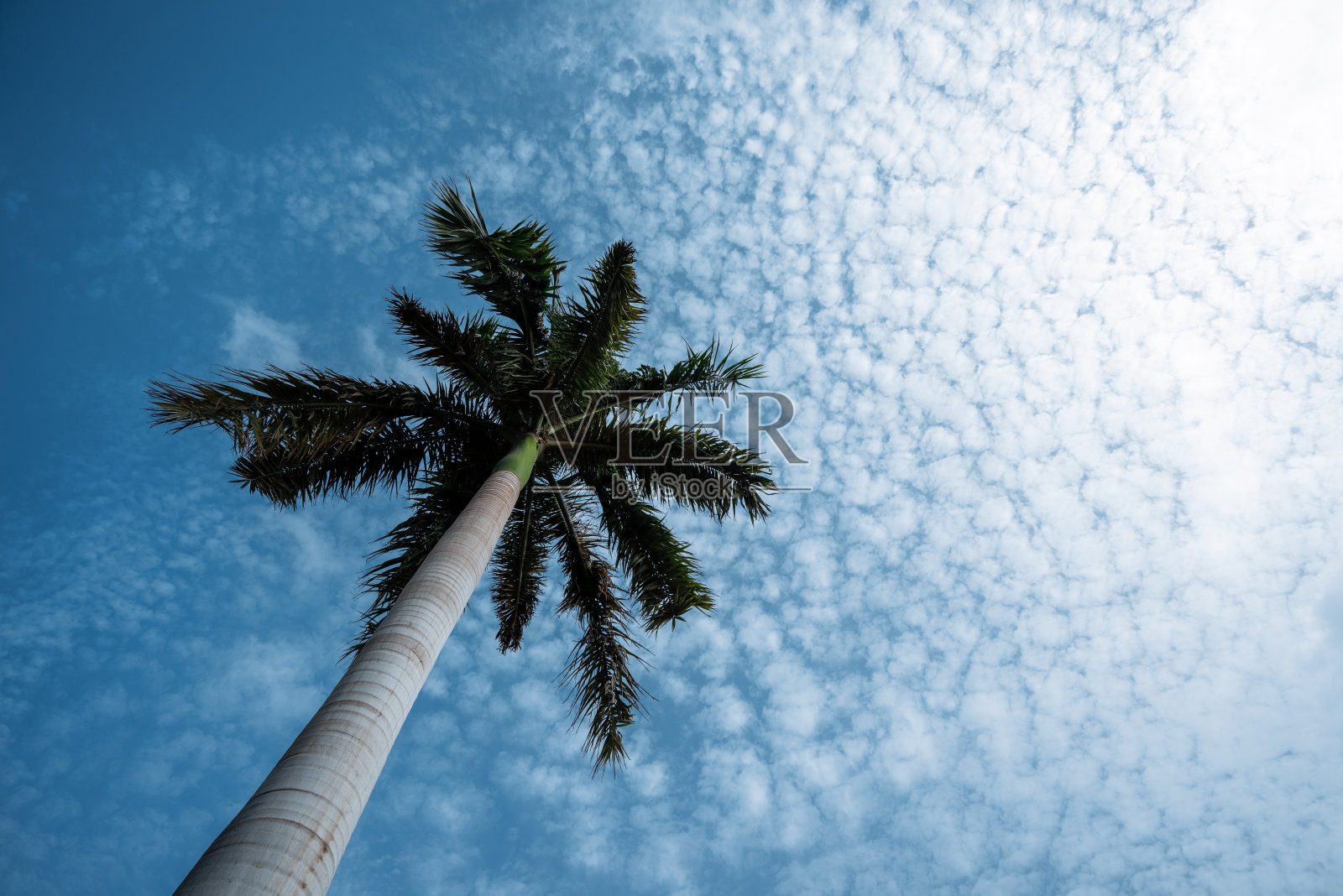 棕榈树的枝桠映着天空照片摄影图片