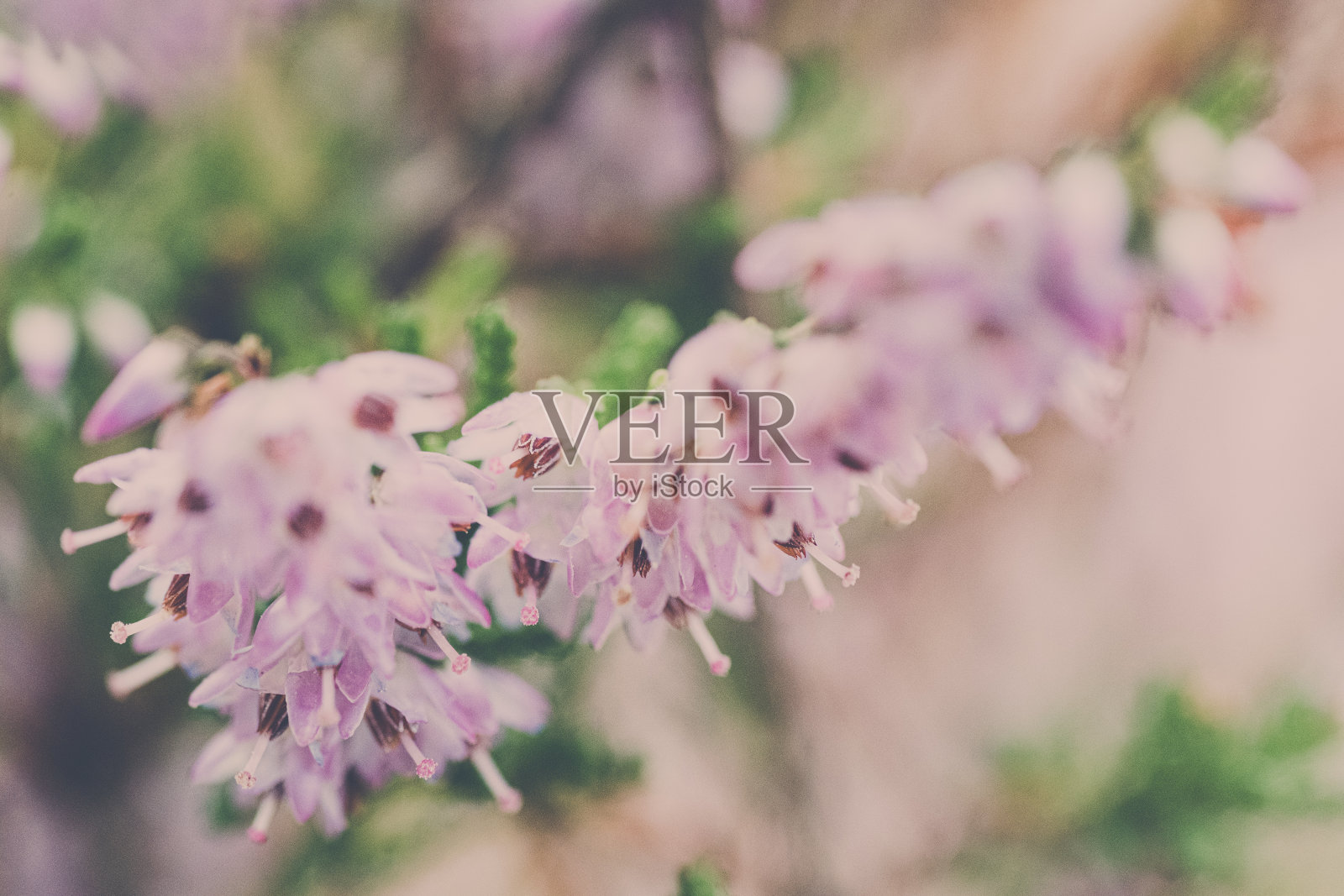 近距离的可爱的开花粉红色灌木石南与散焦的背景照片摄影图片