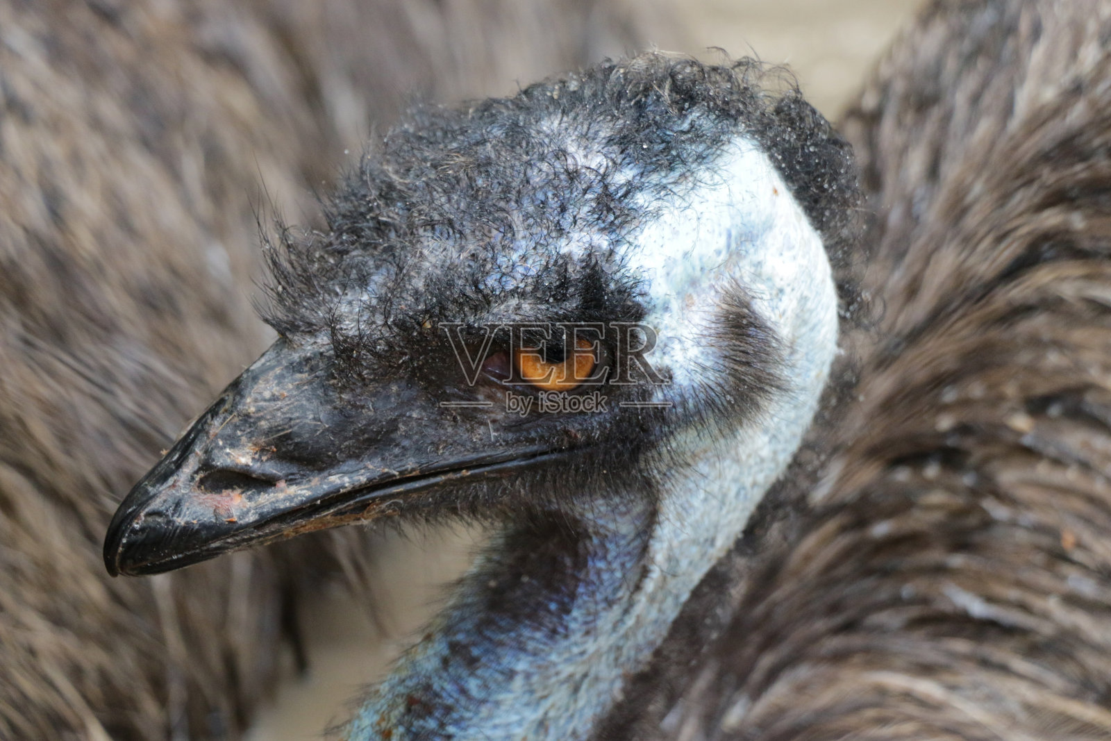 鸸鹋头的特写，鸸鹋是第二大活着的鸟，仅次于它的近亲鸵鸟，澳大利亚鸸鹋的肖像照片摄影图片
