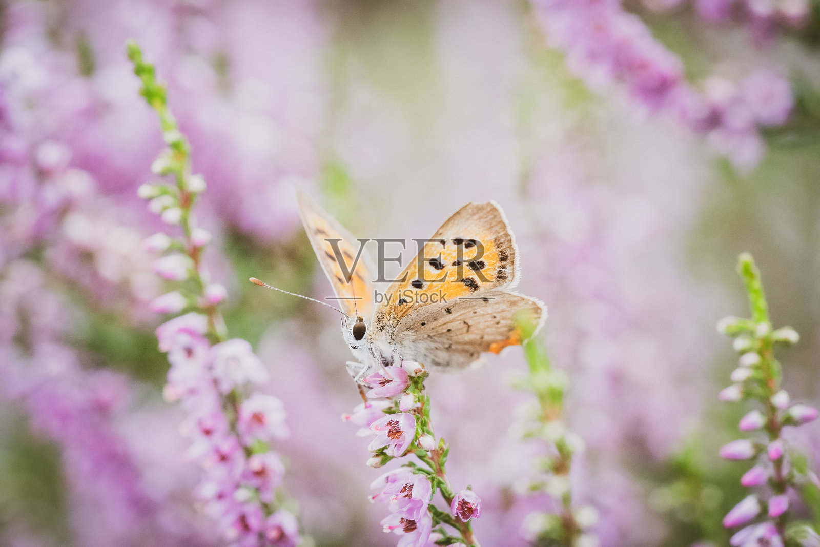 在粉红色石南花上的雌性蓝色石南花蝴蝶照片摄影图片