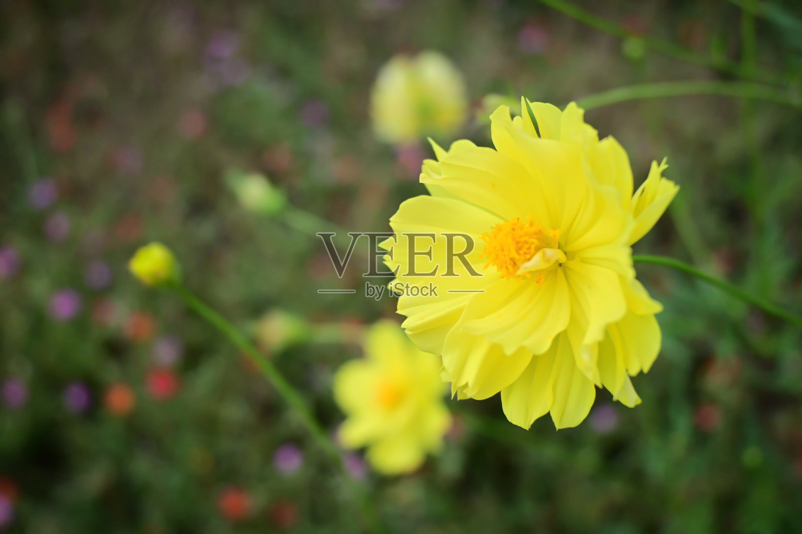 田野里的黄色雏菊照片摄影图片