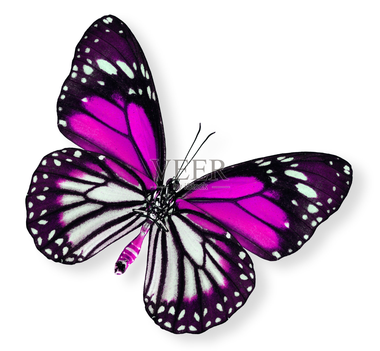 美丽的粉红蝴蝶(白虎)照片摄影图片