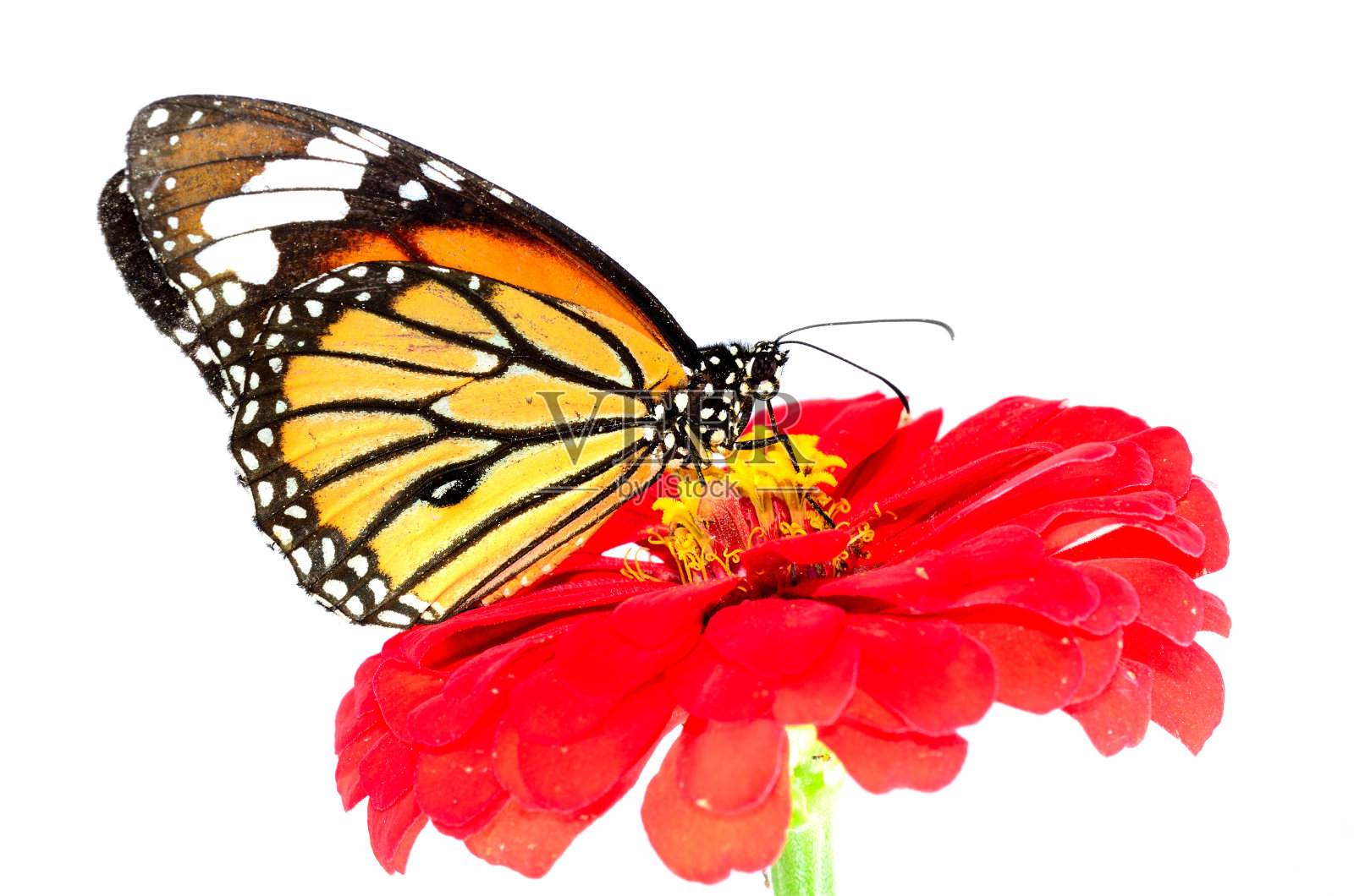 美丽的虎蝶栖息在五颜六色的红花上照片摄影图片