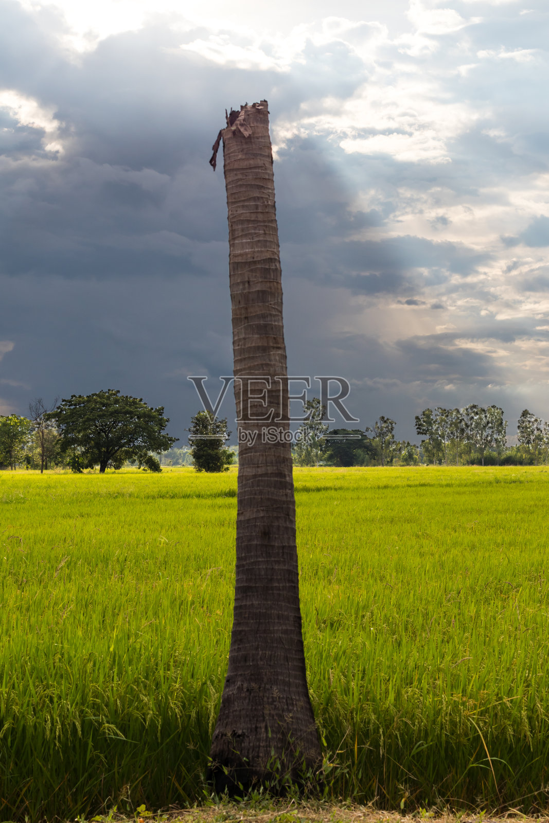 稻田上种植椰子树。照片摄影图片