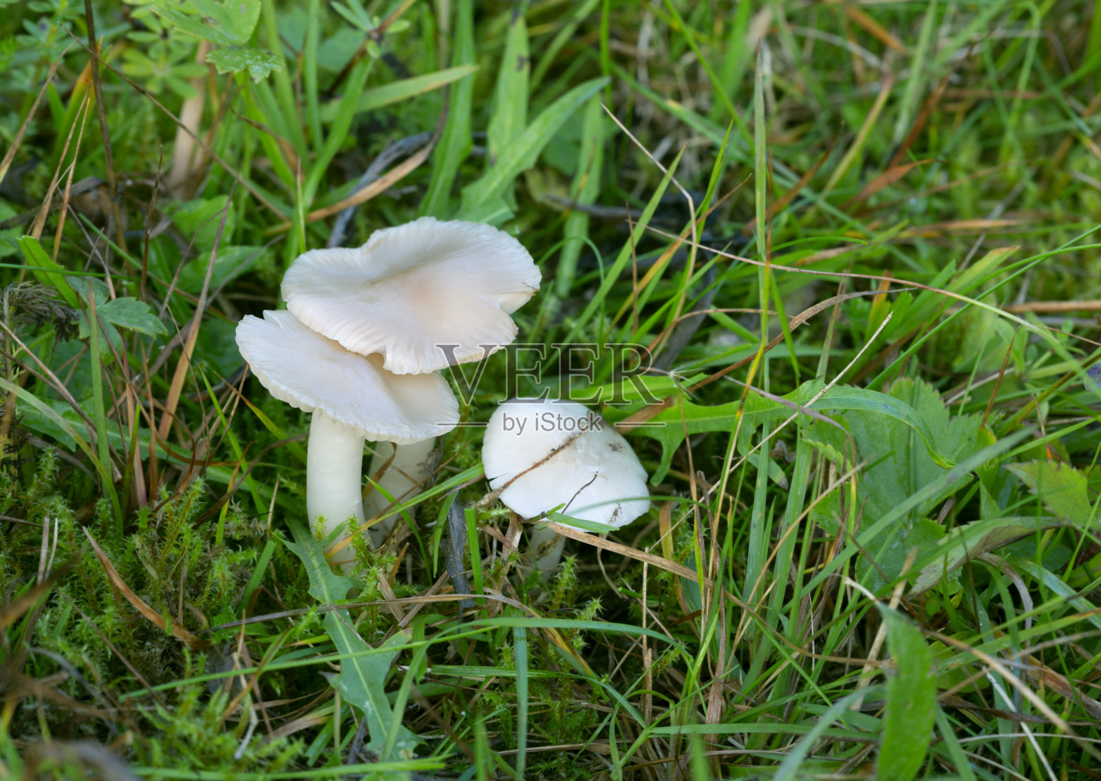 白色的蘑菇生长在草丛中照片摄影图片