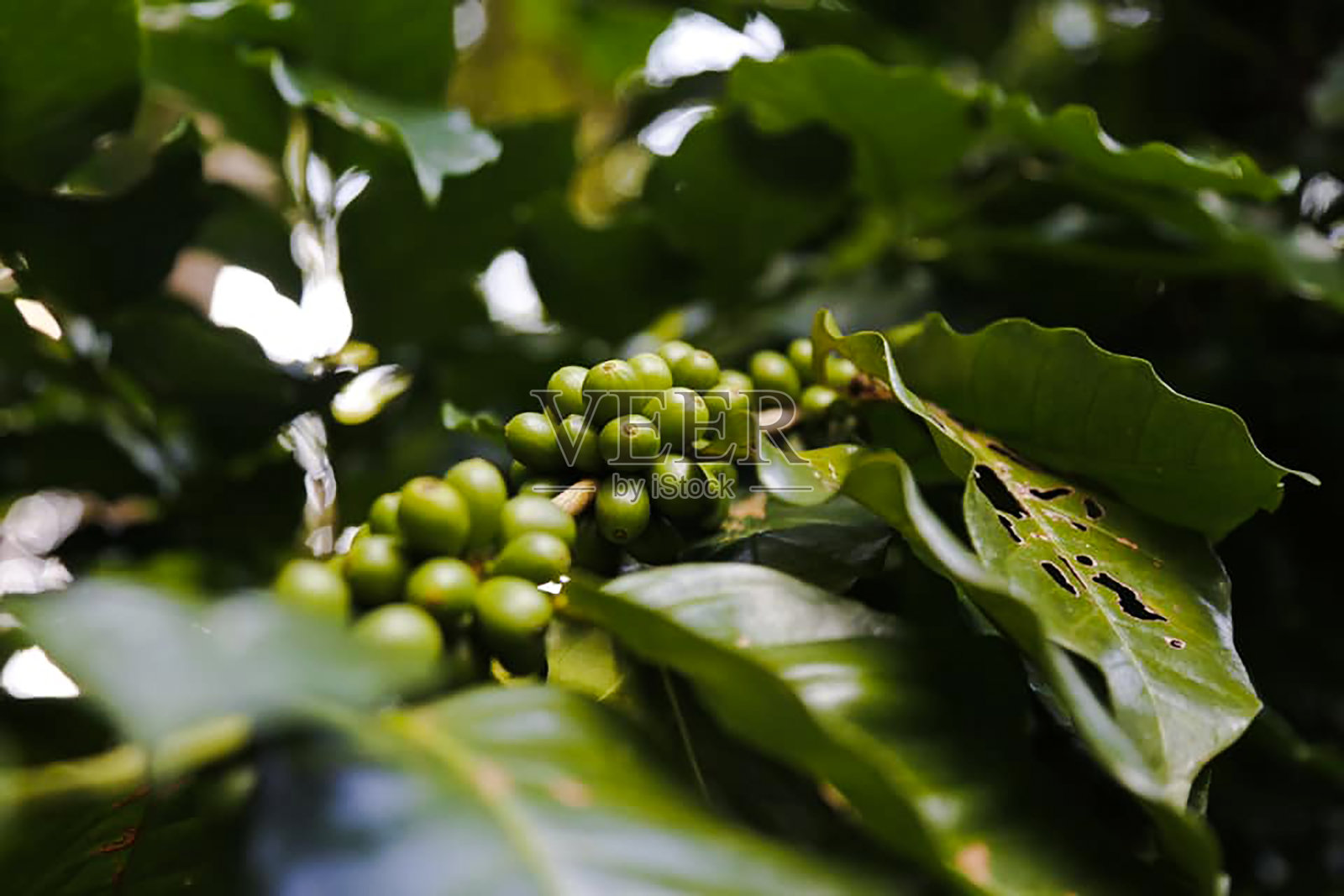 用咖啡豆做成的咖啡树照片摄影图片