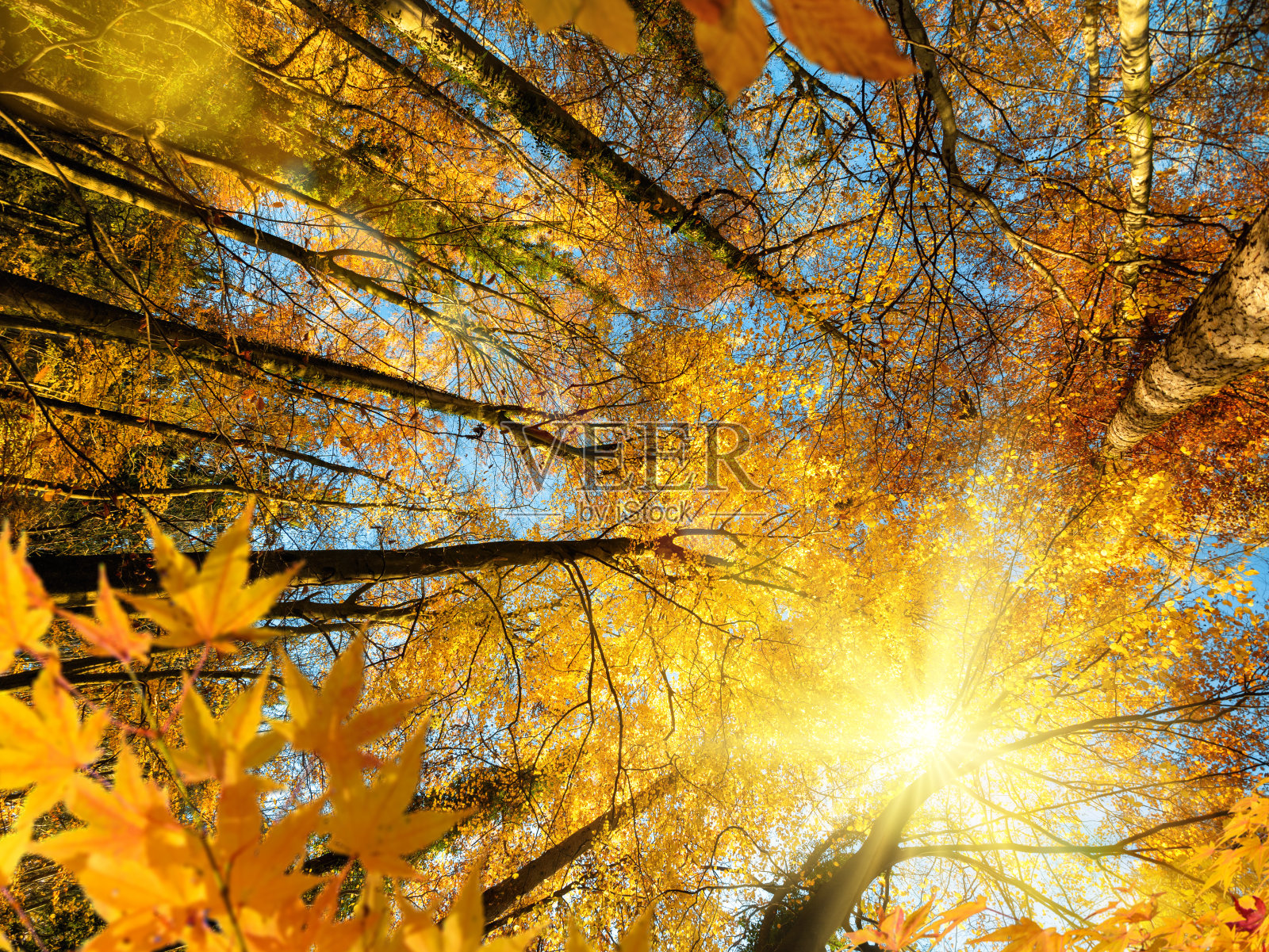 秋天，阳光透过黄叶照耀照片摄影图片
