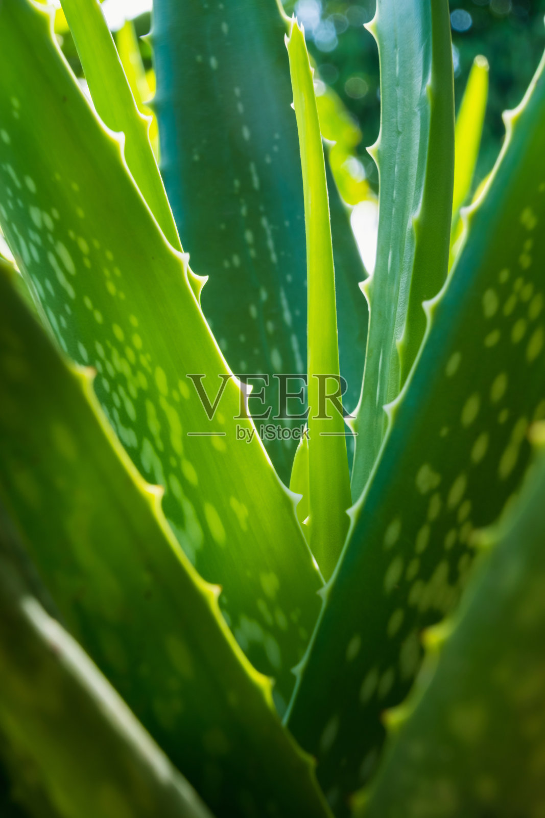 绿色芦荟草本植物，热带植物特写照片摄影图片