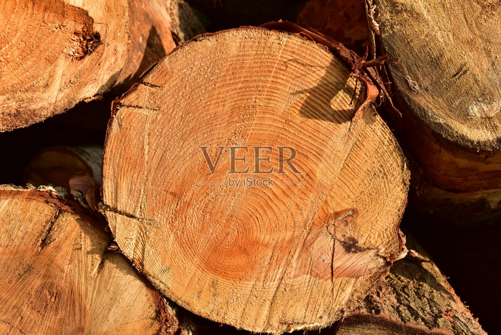 木制结构。原木的横断面切割端，显示由年轮产生的图案和纹理照片摄影图片