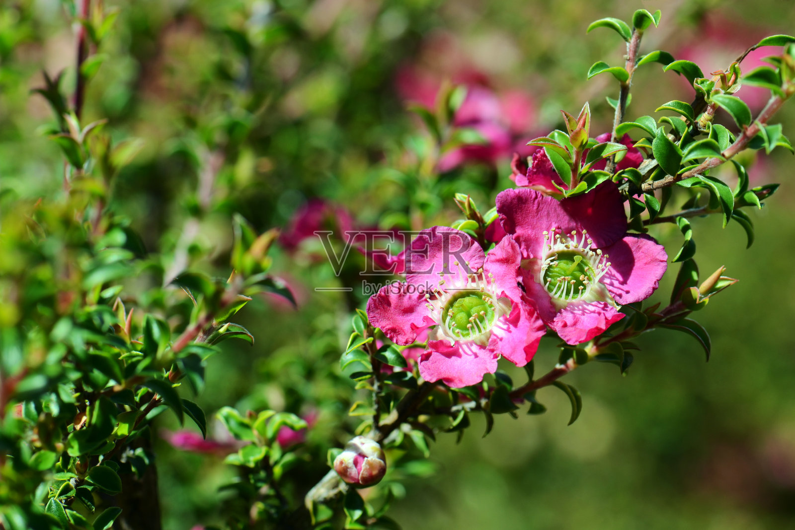 粉红色的花是澳大利亚本土的细叶茶树品种照片摄影图片
