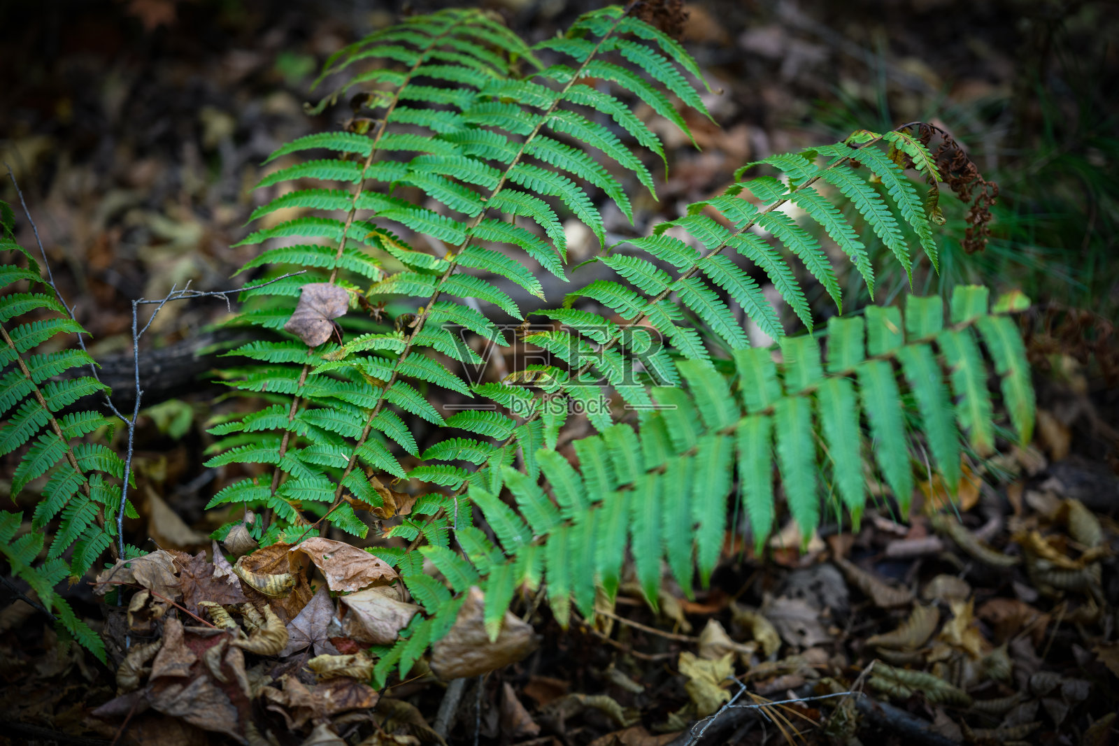 绿色的蕨类植物的叶子。照片摄影图片