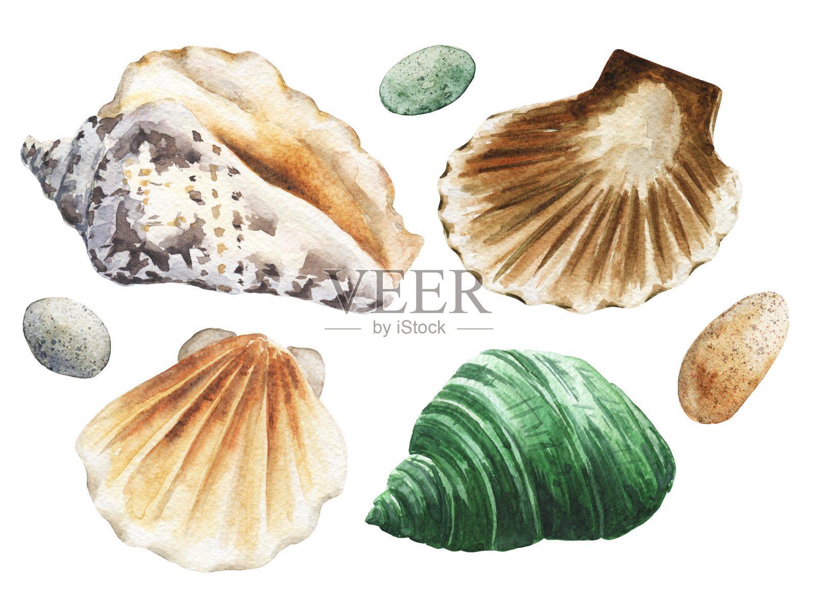 手绘水彩贝壳设置孤立的白色背景。现实的例子。设计元素图片