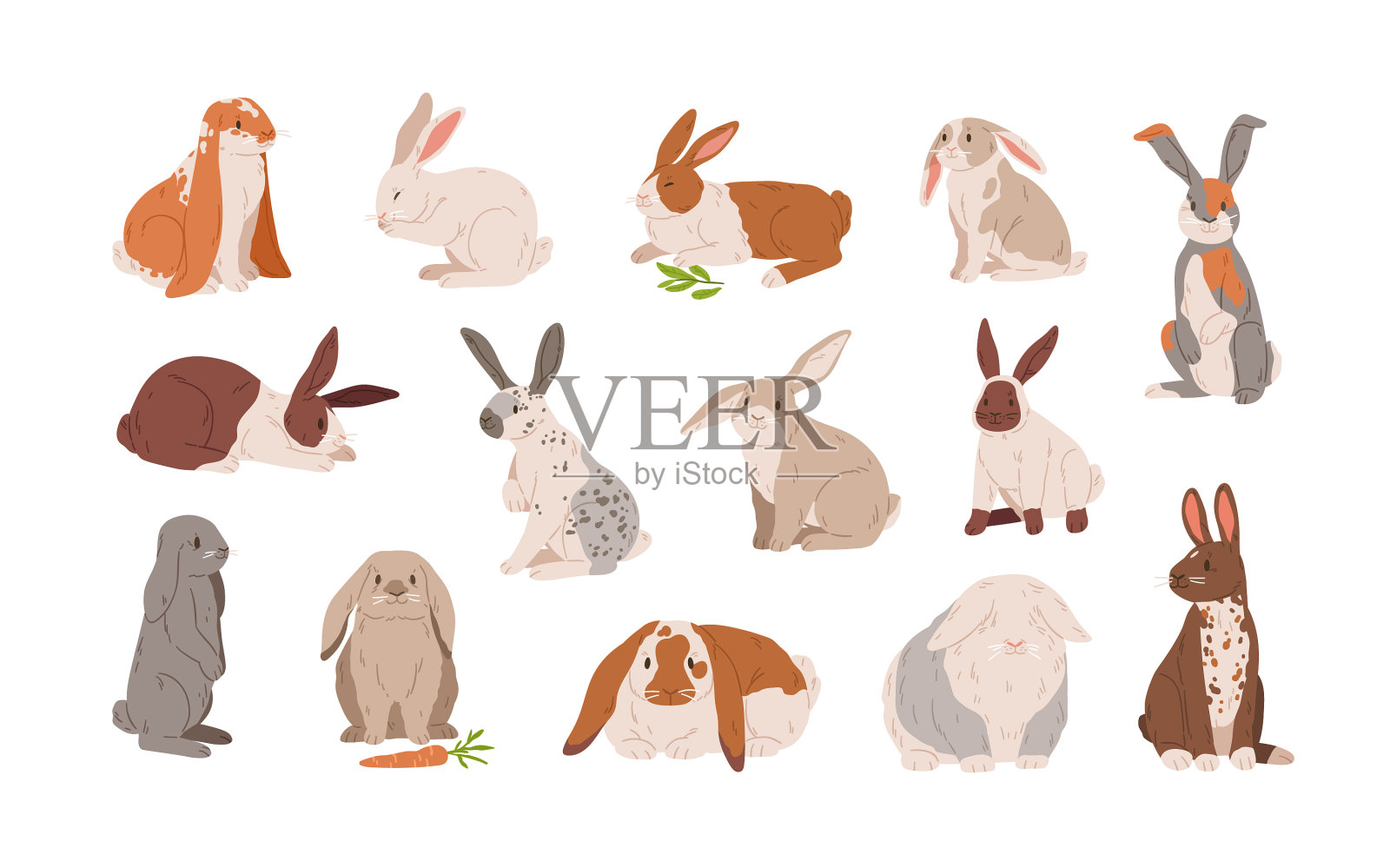 设置不同的品种可爱逼真的兔子插画图片素材