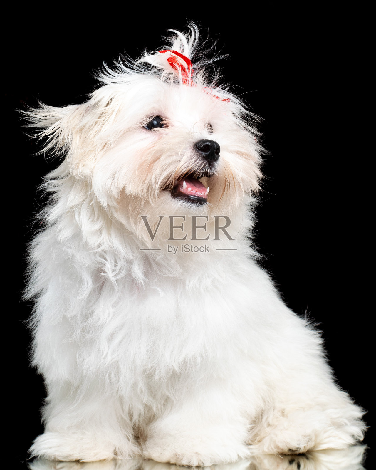 白色马耳他品种狗工作室肖像上的黑色背景照片摄影图片