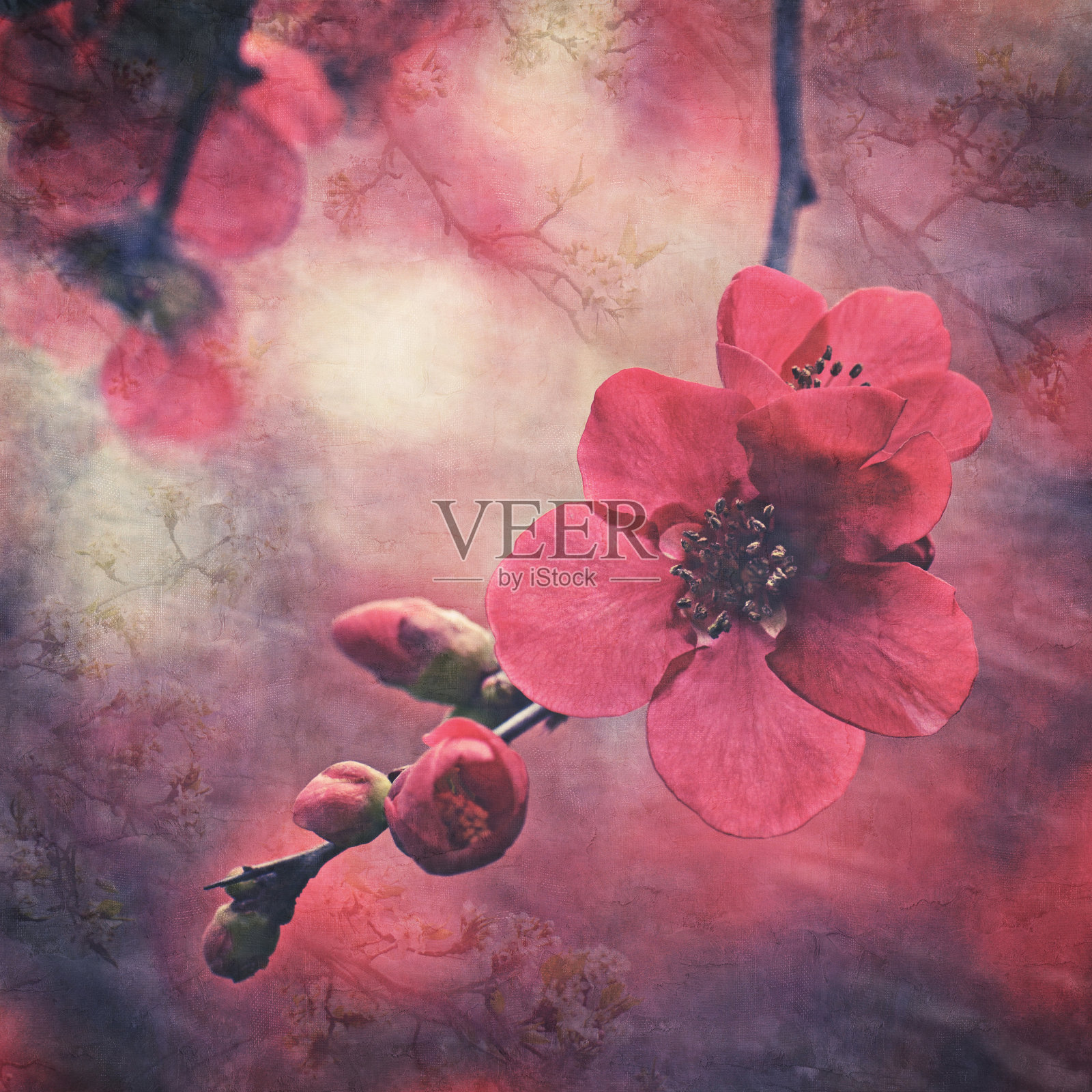 深色植物红色樱花和花蕾的复古纹理照片摄影图片