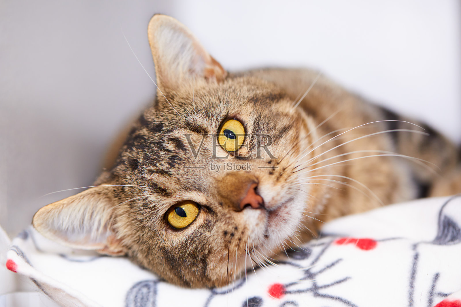 这是一只友好的棕色虎斑公猫的肖像，它有着黄色的眼睛，躺在毯子上，直视着摄像机照片摄影图片