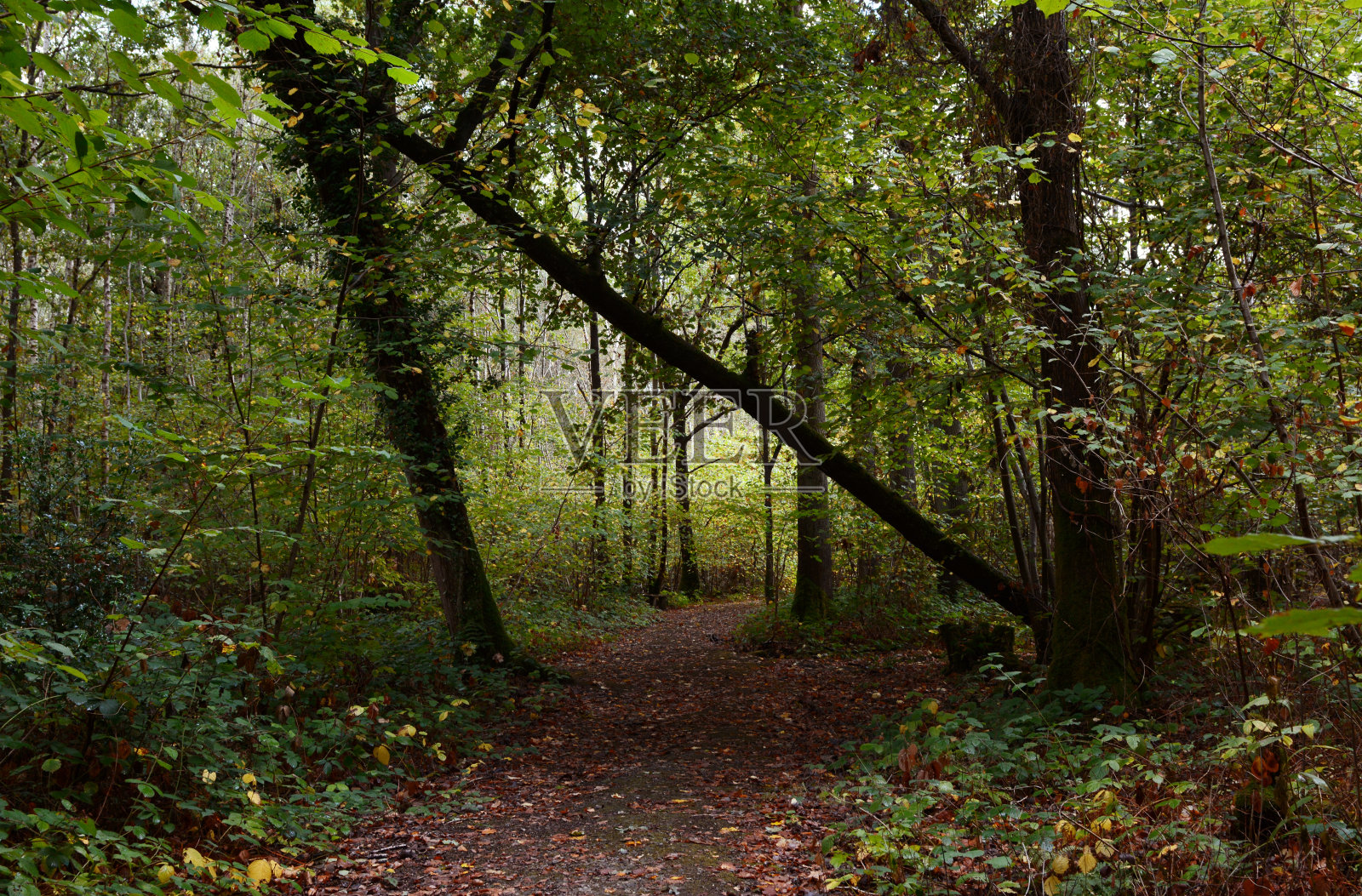 林地小径穿过树木，倒下的大橡树横贯小径照片摄影图片