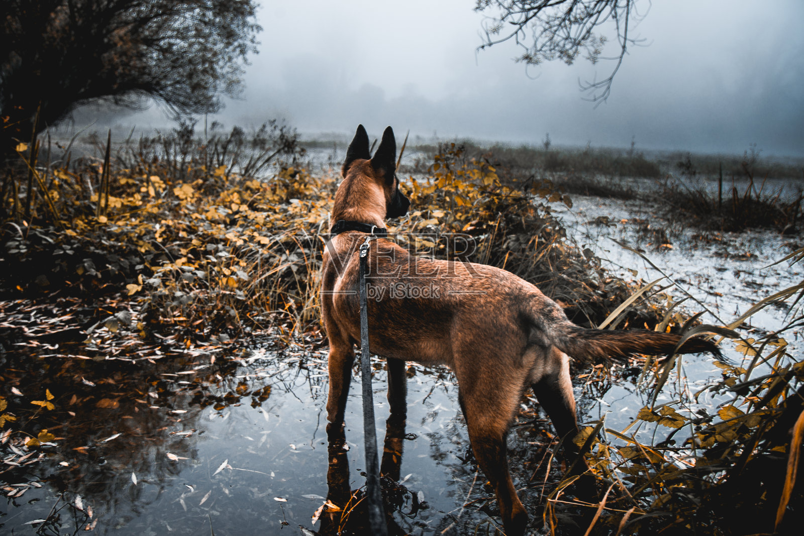 在雾蒙蒙的早晨，狗在沼泽里照片摄影图片