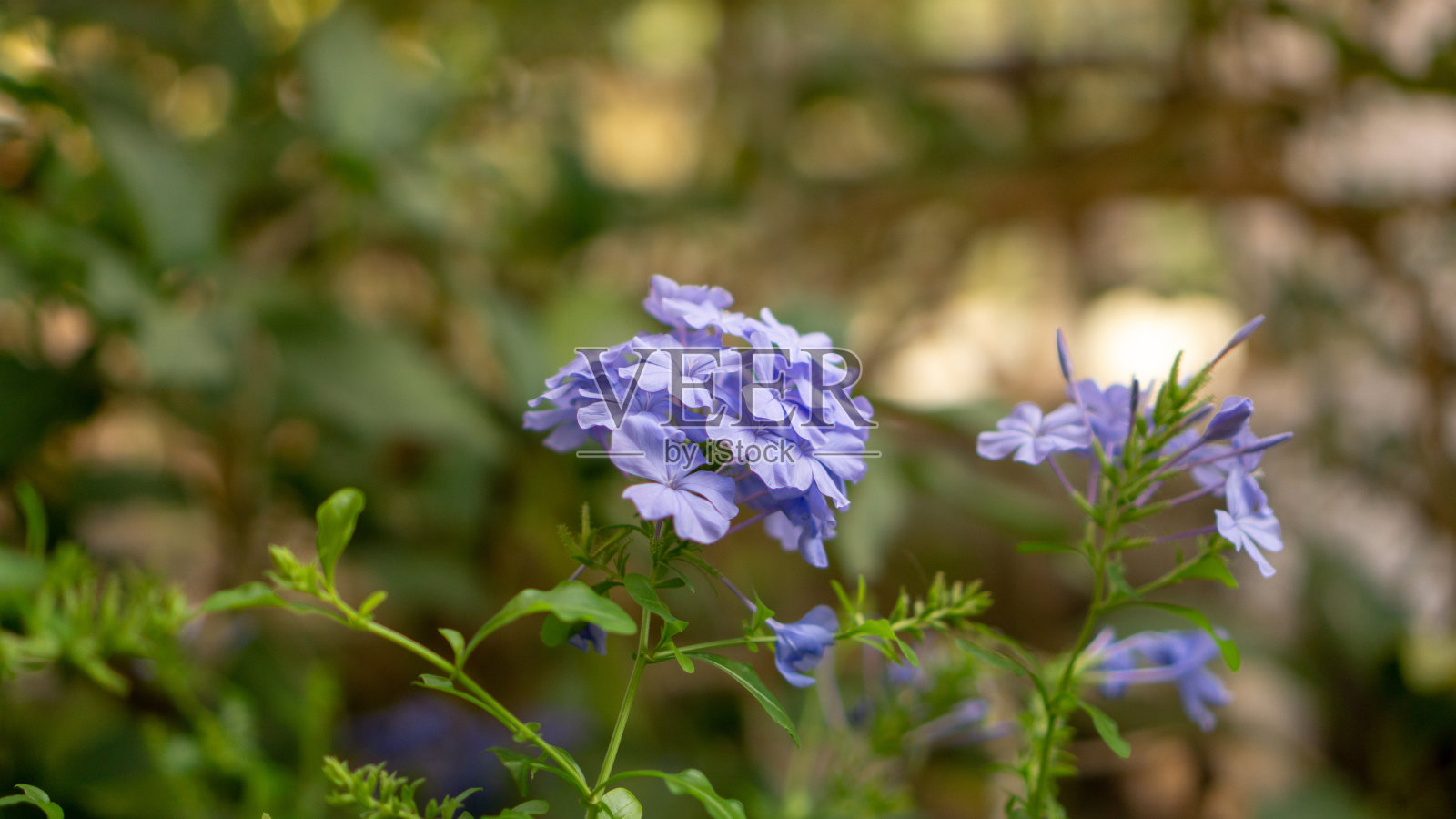 一簇簇的蓝色小花瓣开在绿叶和模糊的背景上，被称为白色的天花照片摄影图片