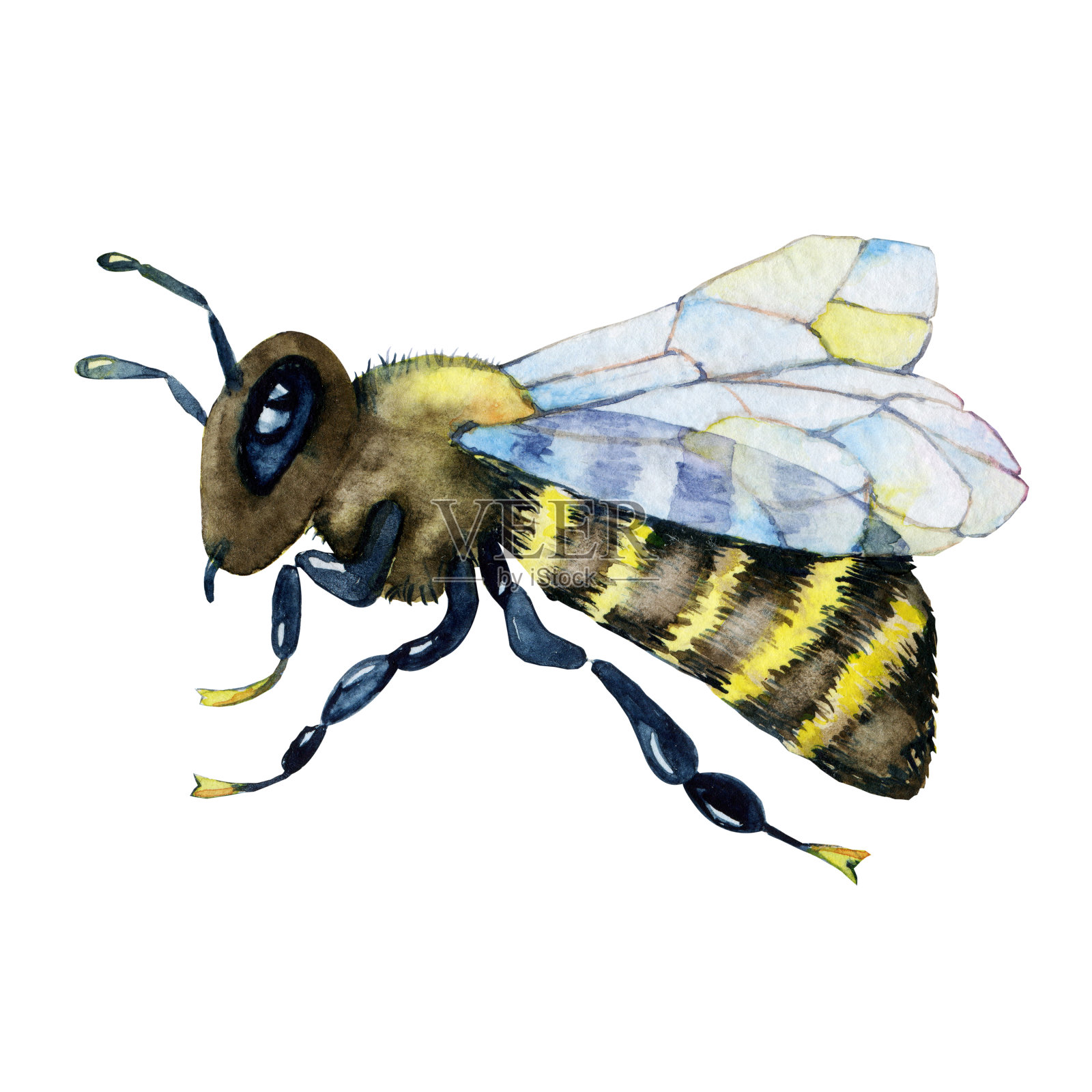 昆虫蜂，黄蜂孤立在白色背景上。特写水彩插图。适用于蜂蜜、食品、养蜂人等行业的包装设计设计元素图片