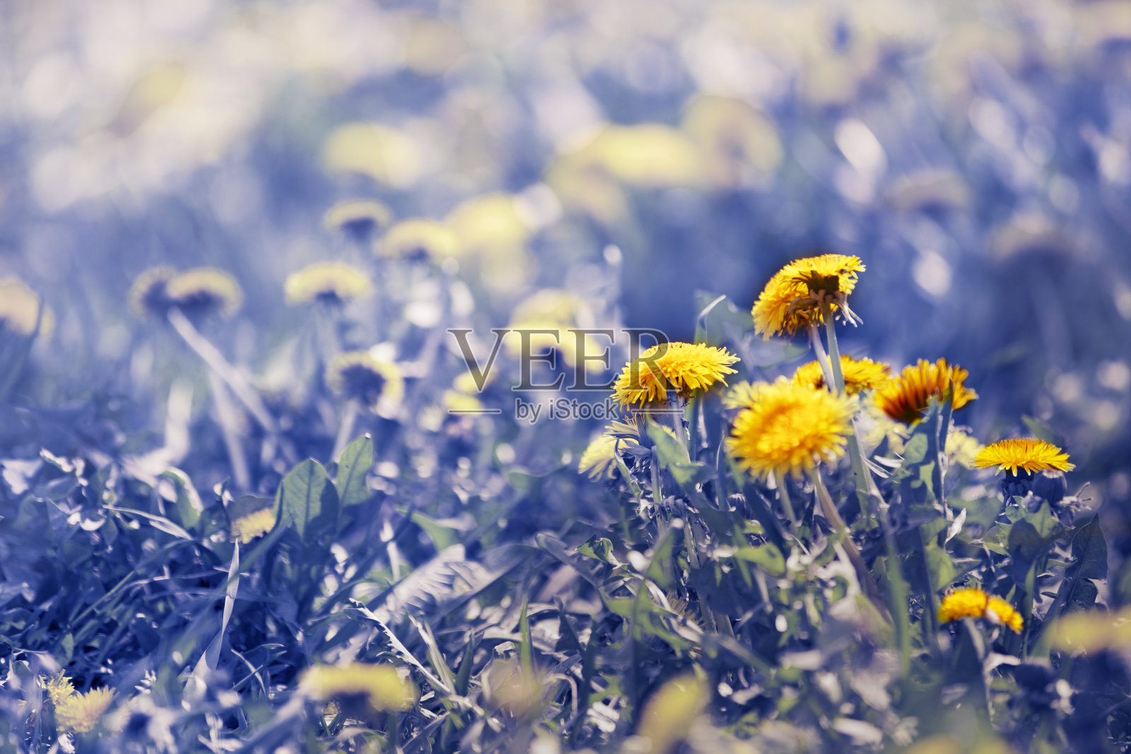 蓝色的仙女草地上长着黄色的蒲公英。照片摄影图片