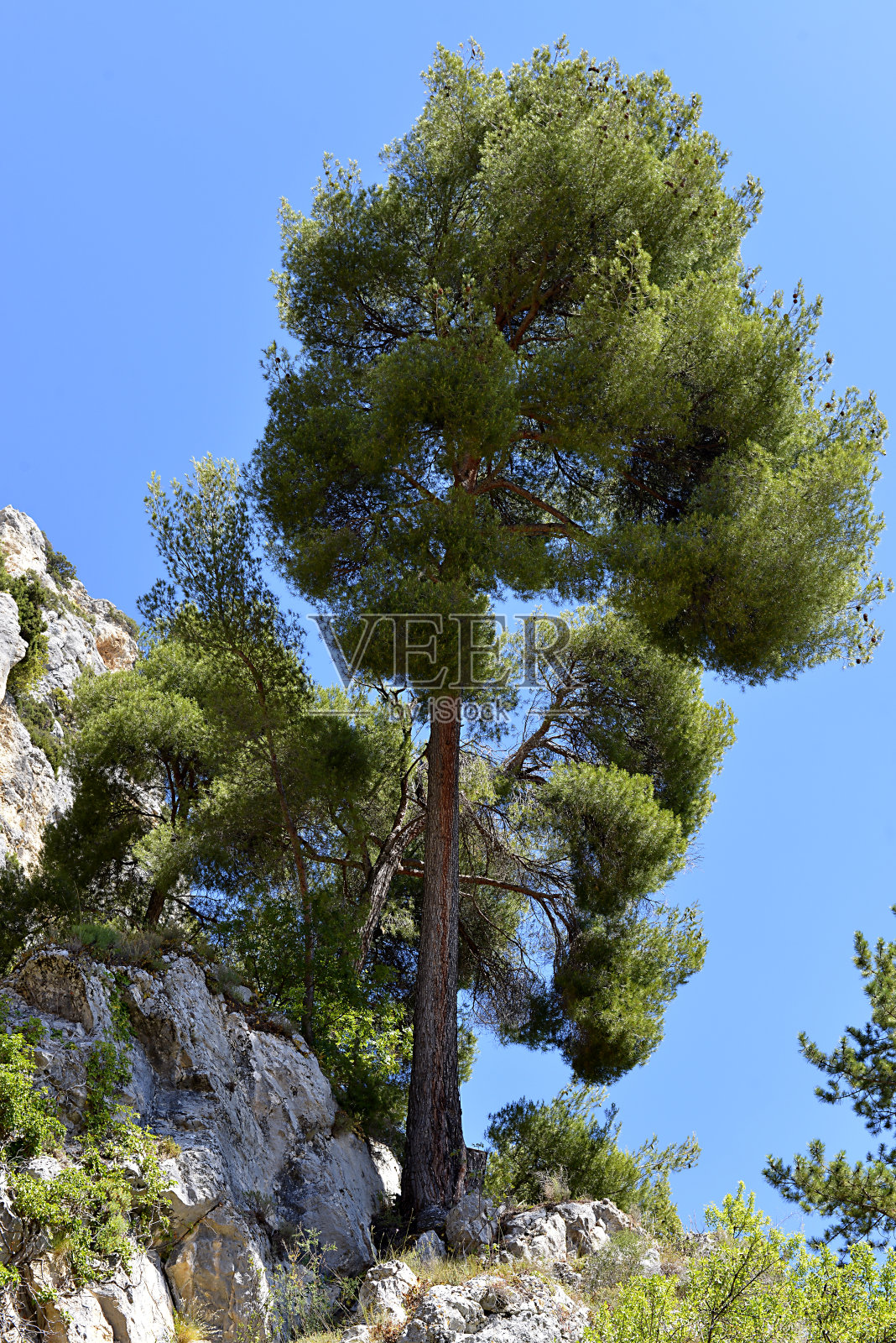 法国阿尔卑斯山岩石上的松树照片摄影图片