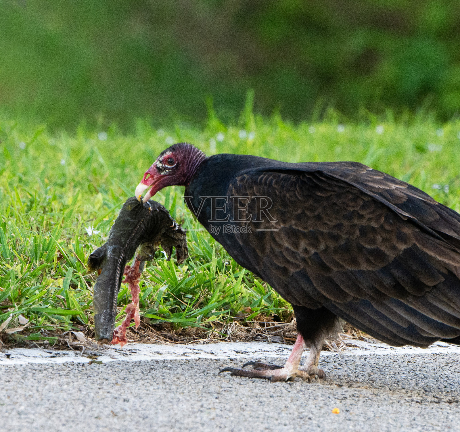 土耳其秃鹫正在吃鬣蜥尸体照片摄影图片