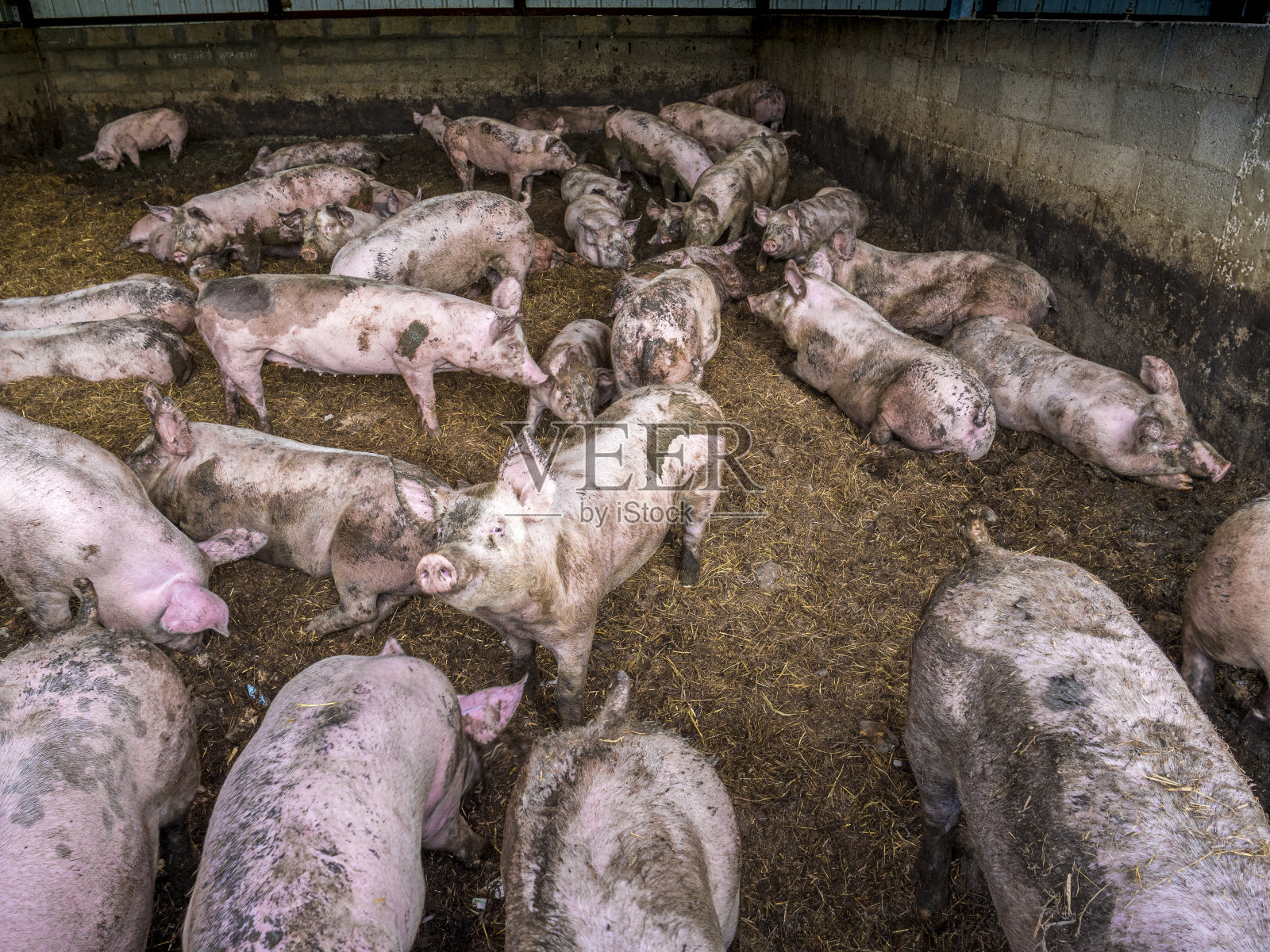 农场里的猪照片摄影图片
