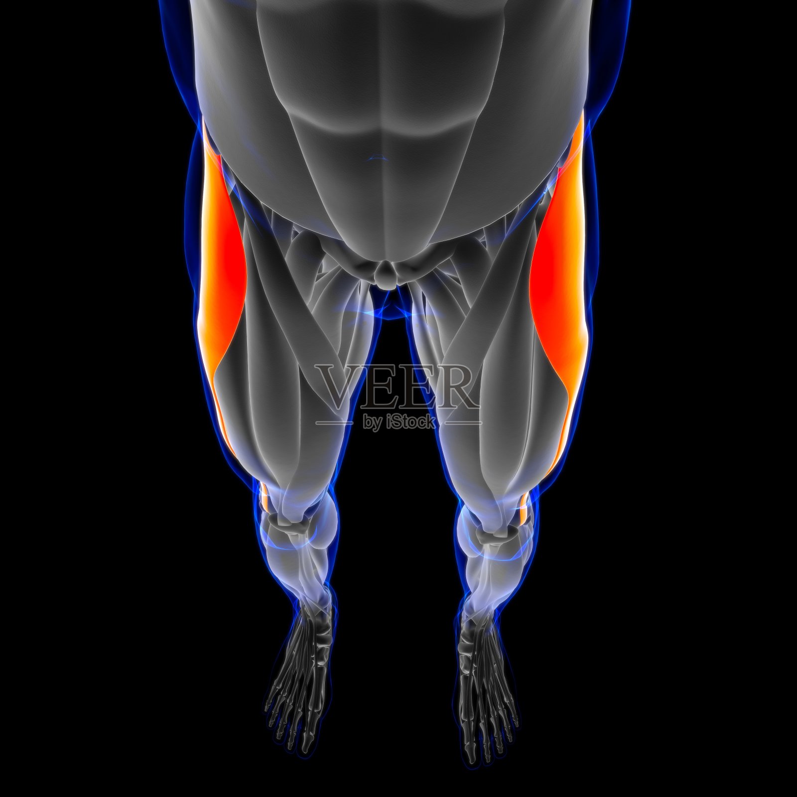 1.1 骨骼肌系统 (2) - 骨骼肌 宏微观结构 - 知乎