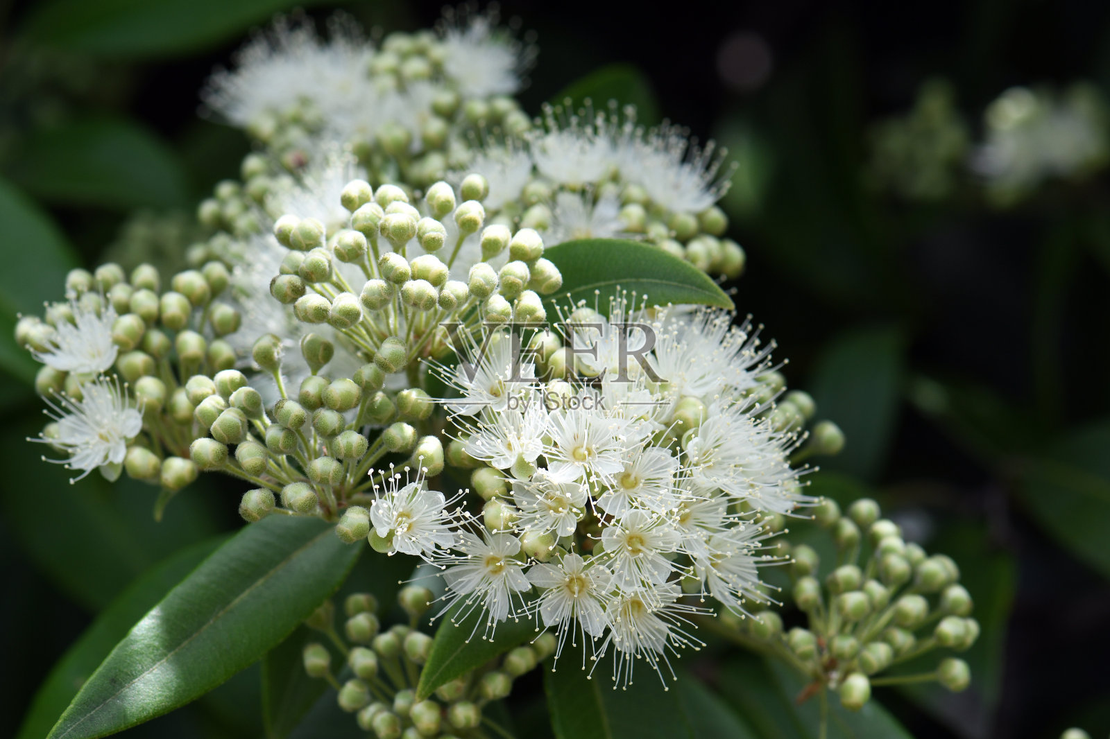 产于澳大利亚的桃金娘科，白色的花和花蕾照片摄影图片