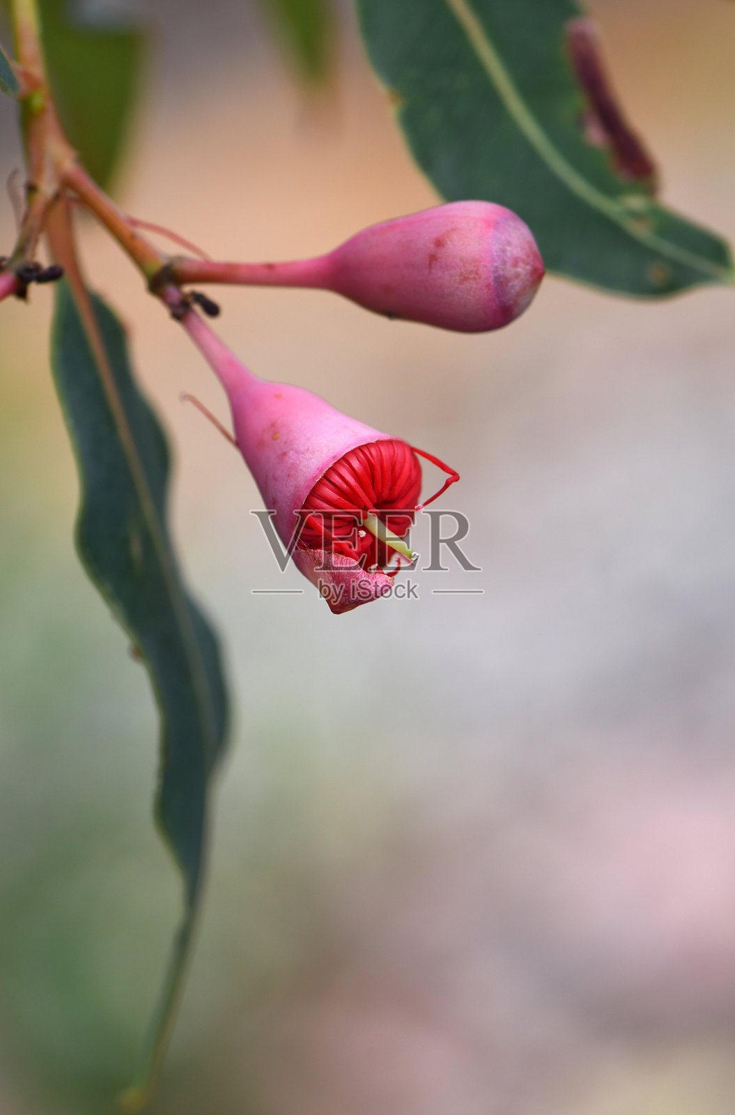 粉红色的花蕾和开放的红色花朵的澳大利亚本土开花橡胶树Corymbia ficifolia野火品种照片摄影图片