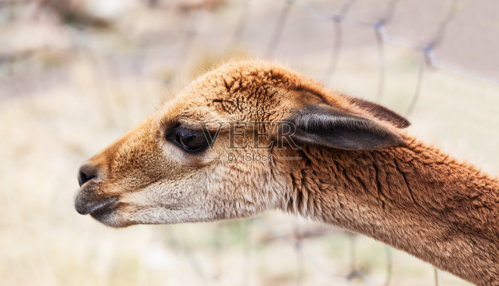 秘鲁牧场上的小羊驼特写照片摄影图片