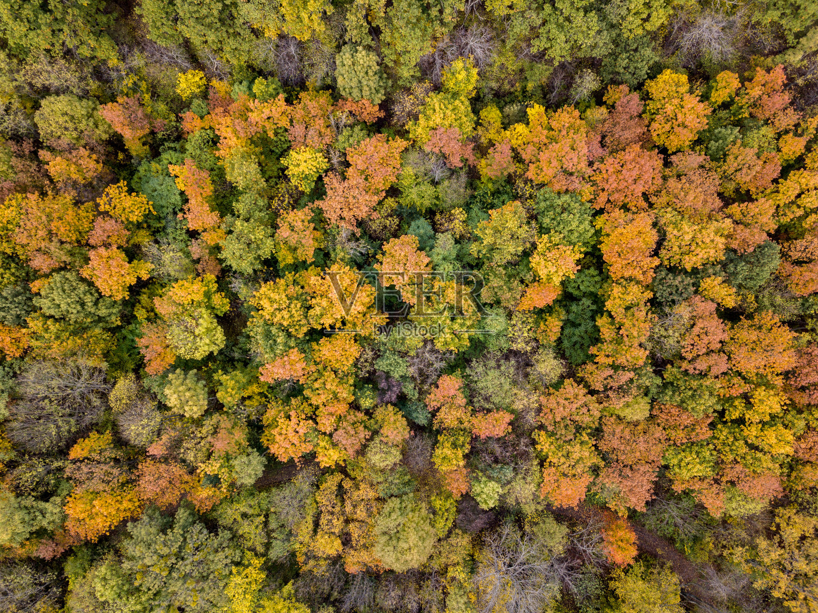 从无人机上鸟瞰森林与树木在秋天的颜色。照片摄影图片