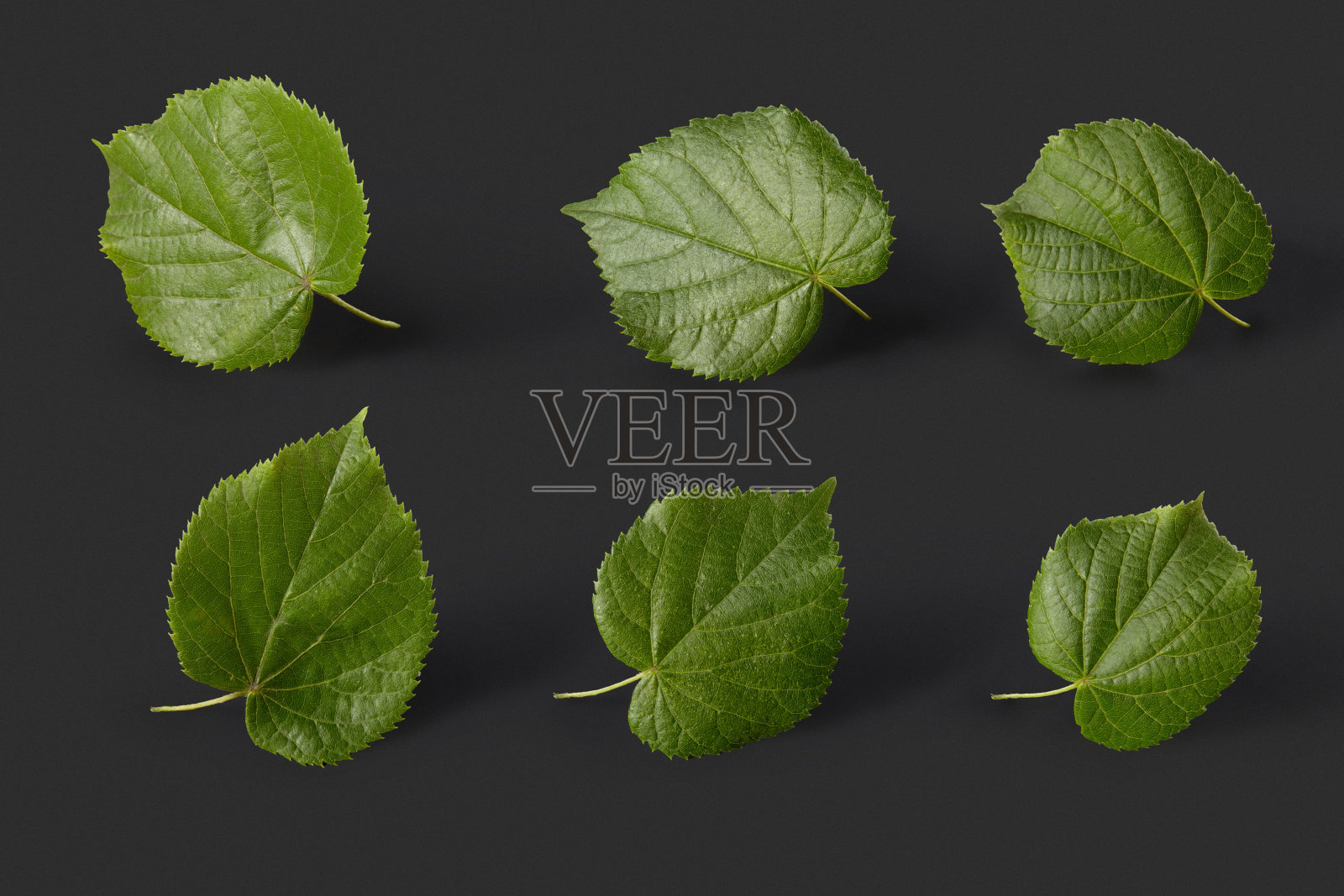 植物模式从新鲜的天然绿色椴树叶在黑色的背景。照片摄影图片