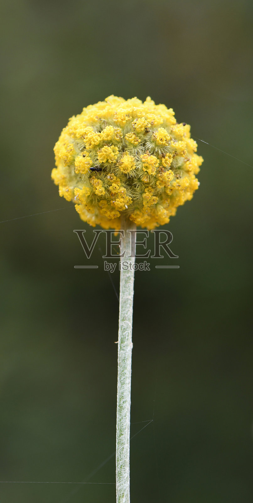 近距离的一个单一的澳大利亚本土黄比利钮花头，壳状pedia glauca，雏菊科菊科照片摄影图片