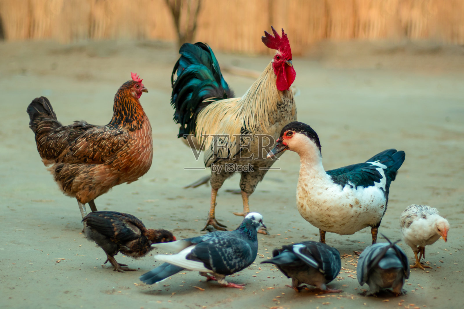 公鸡、小鸡、鸭子和鸽子一起吃东西照片摄影图片