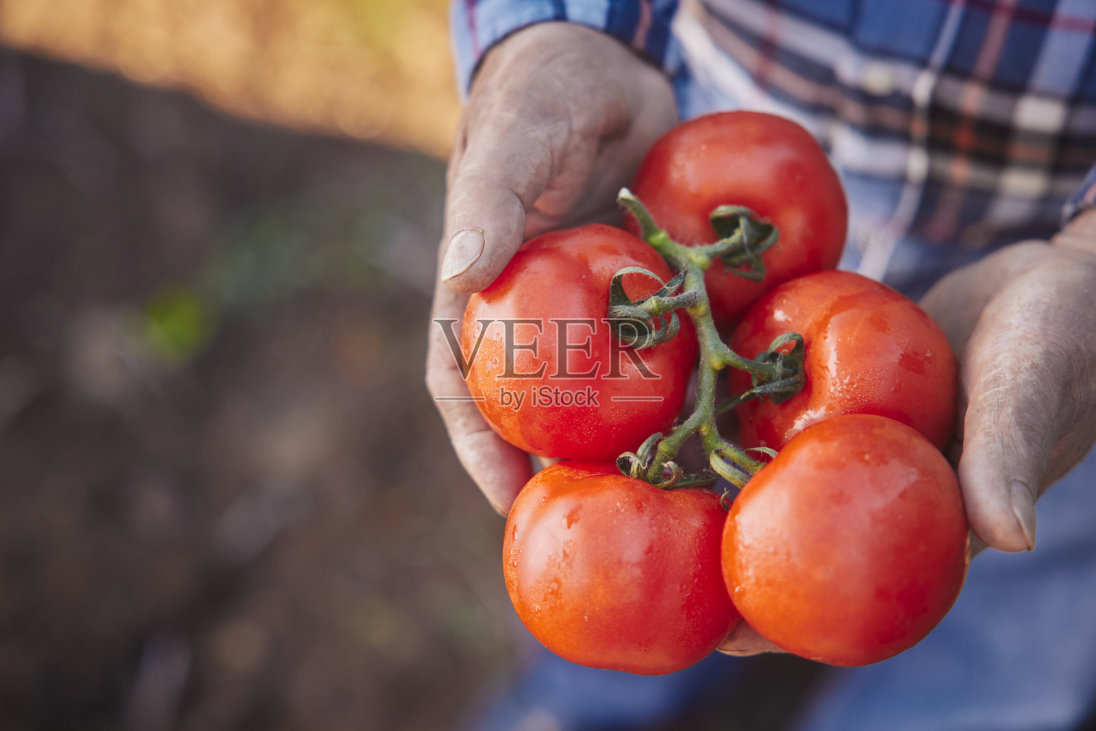 有机番茄在农民手中照片摄影图片