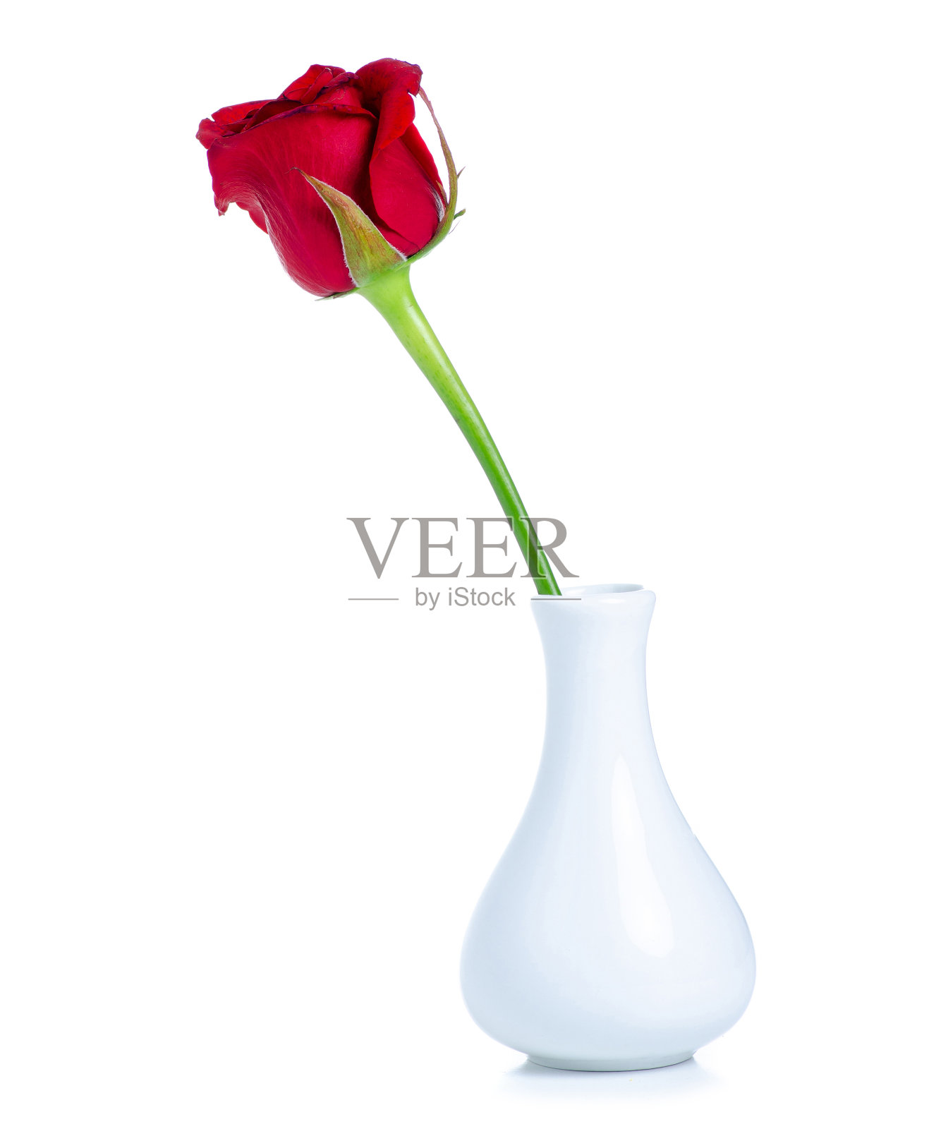 白花瓶上插一朵红玫瑰照片摄影图片